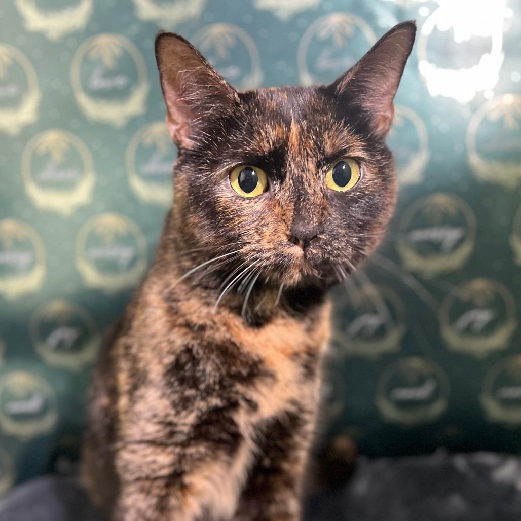 Enlarge Nylah FKA Butterbean, a Adoptable Domestic Short Hair in Chesapeake, VA image 3/4