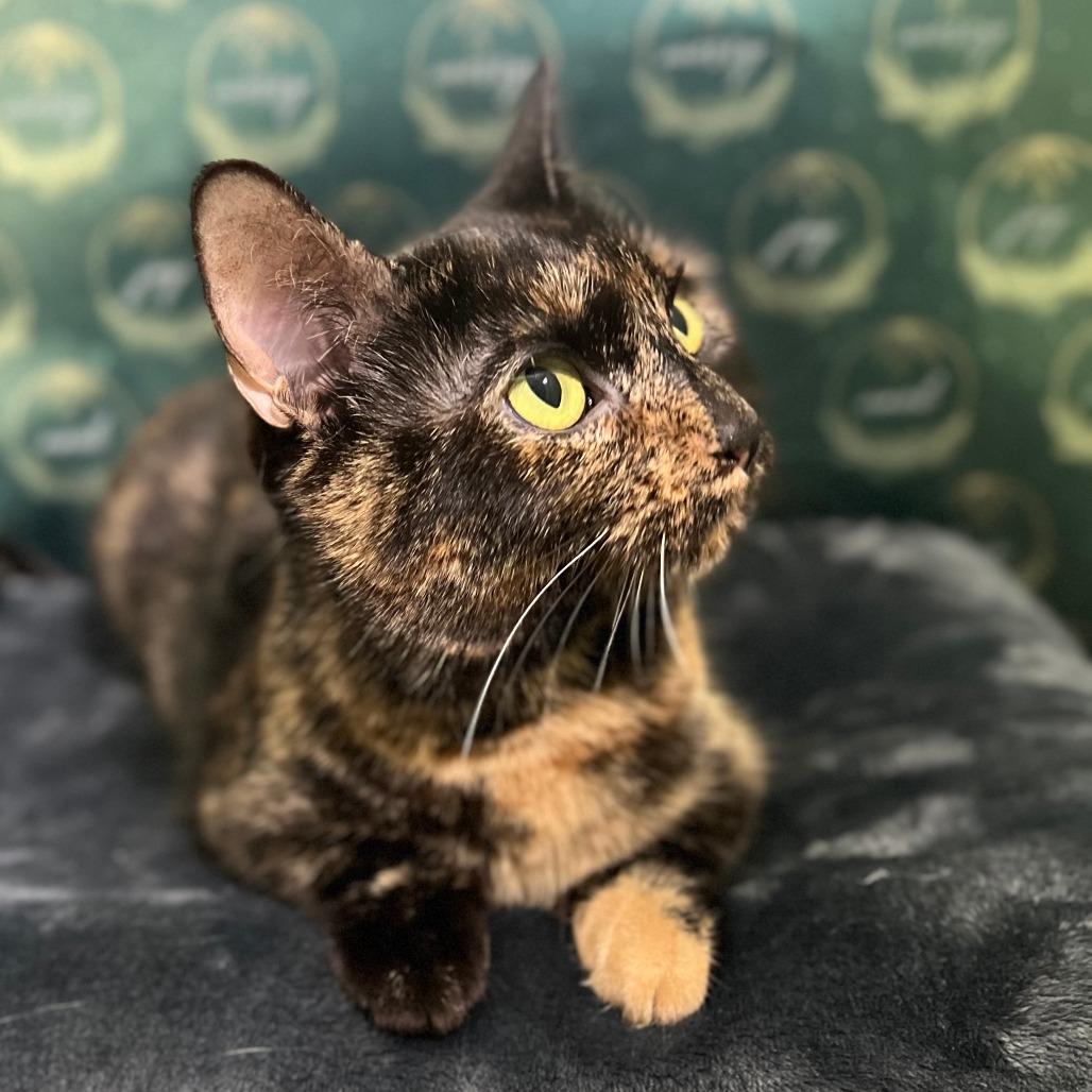 Enlarge Nylah FKA Butterbean, a Adoptable Domestic Short Hair in Chesapeake, VA image 4/4