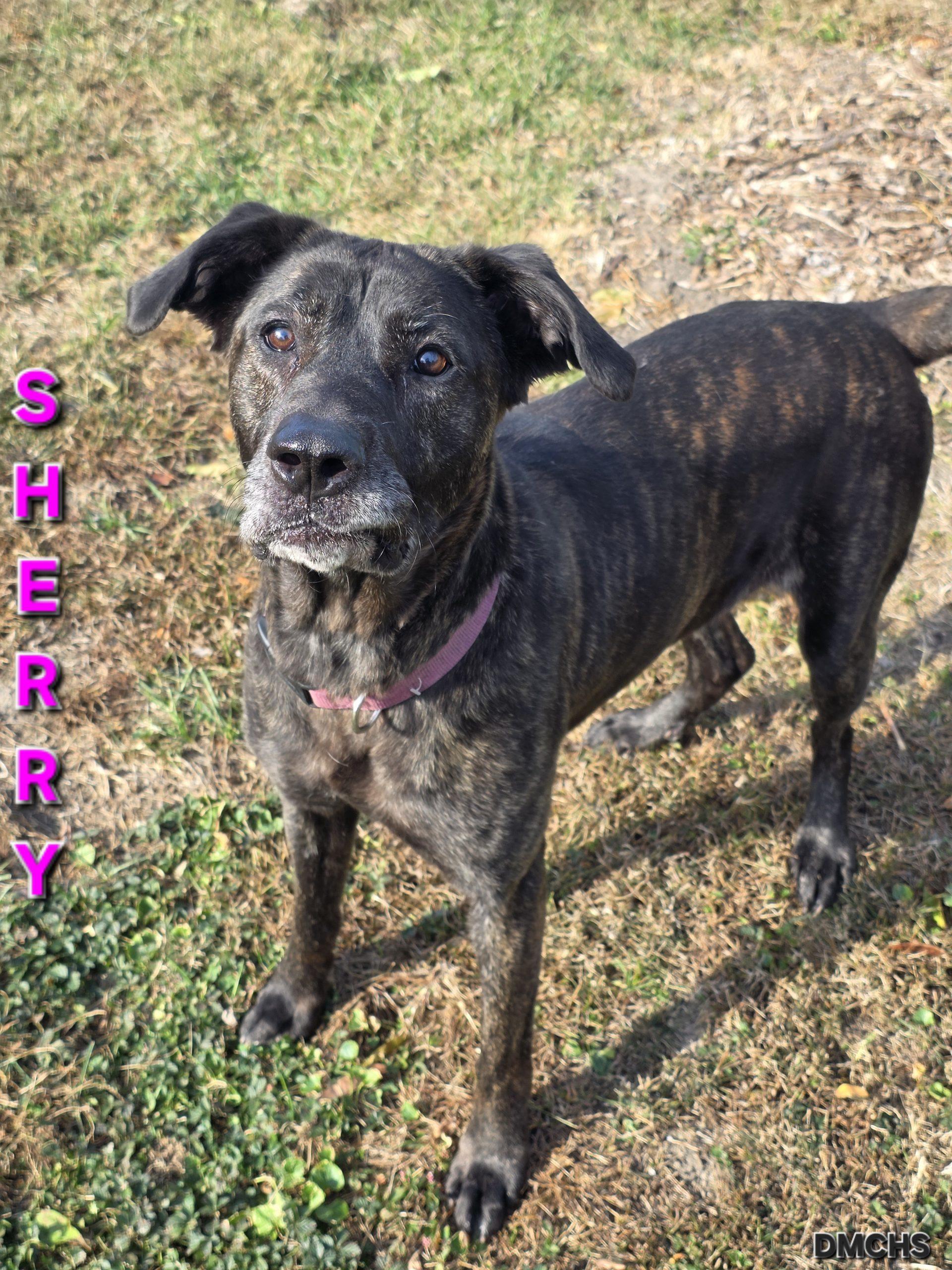 Sherry, Adoptable, Adult Female Hound.