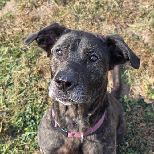 Sherry, a Adoptable Hound in Burlington, IA image 2/3