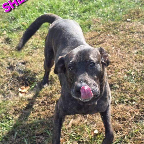 Sherry, a Adoptable Hound in Burlington, IA image 3/3
