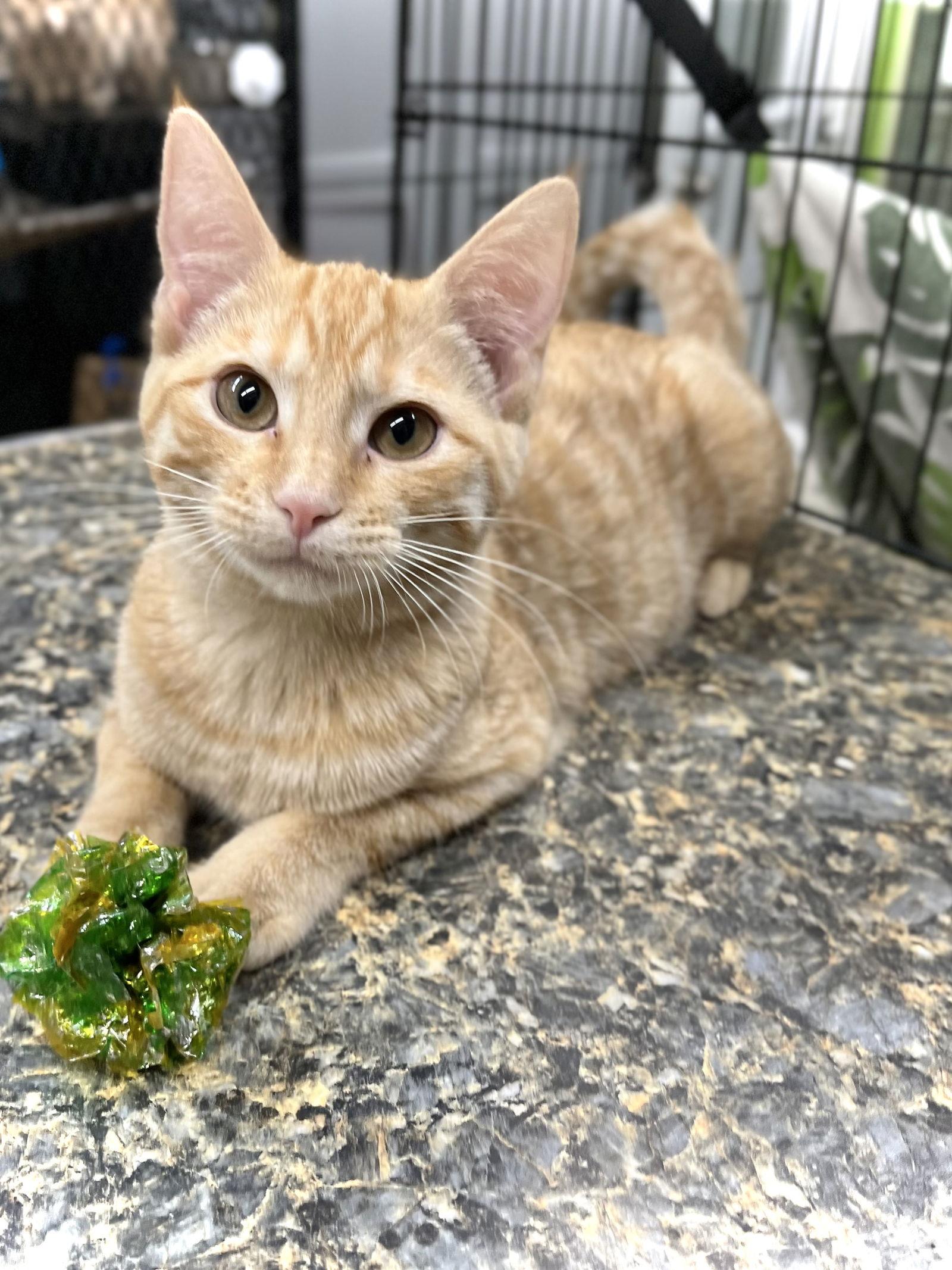 Button — thumbnail 2