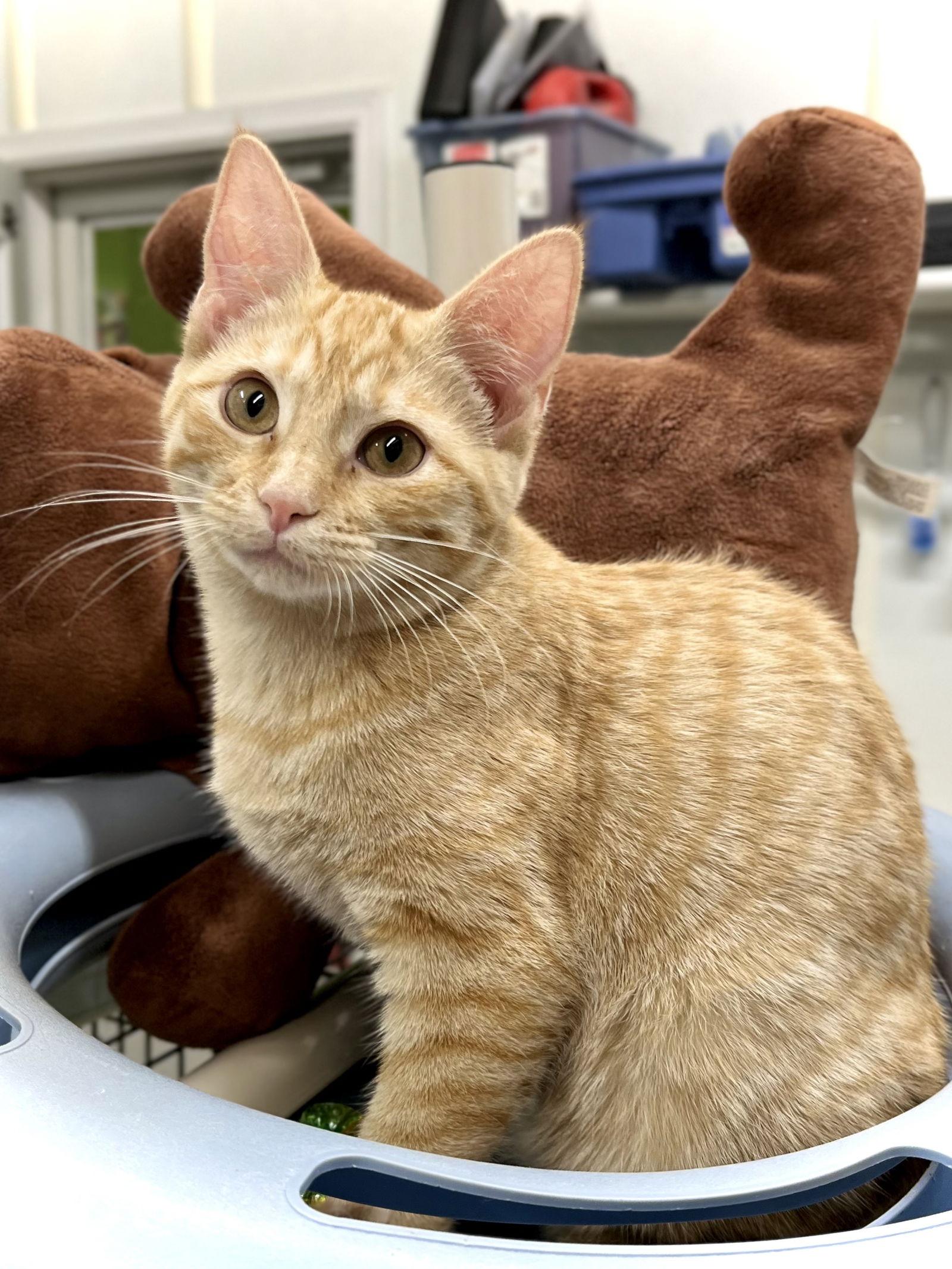 Button — thumbnail 3