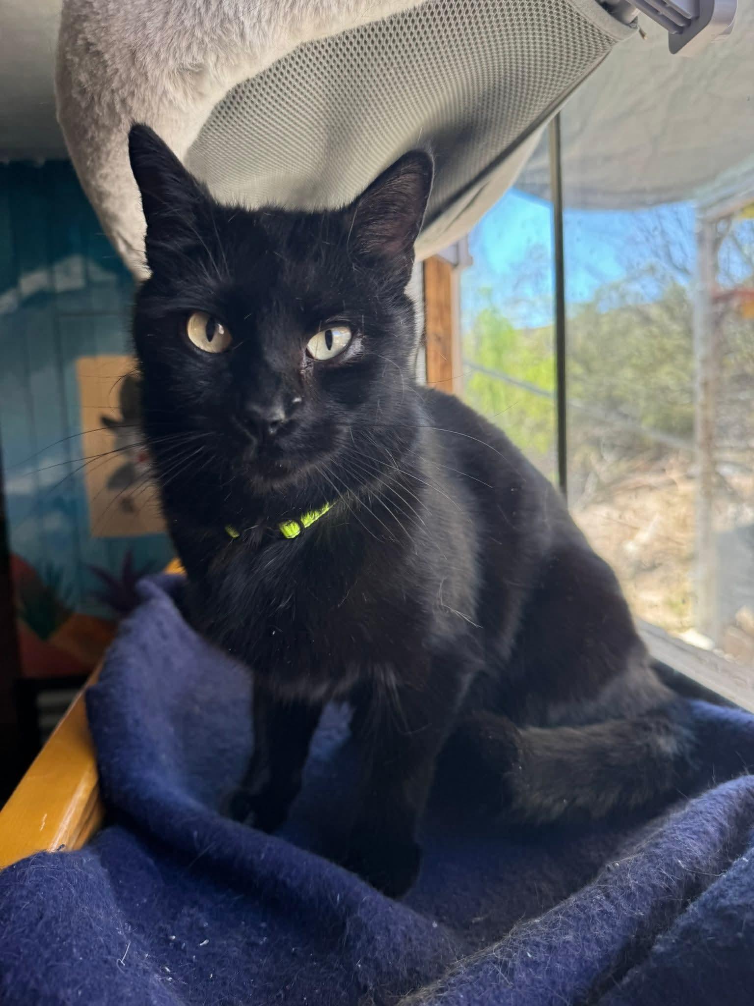 Enlarge Dorothy, a Adopted Domestic Short Hair in Williamsburg, NM image 1/1