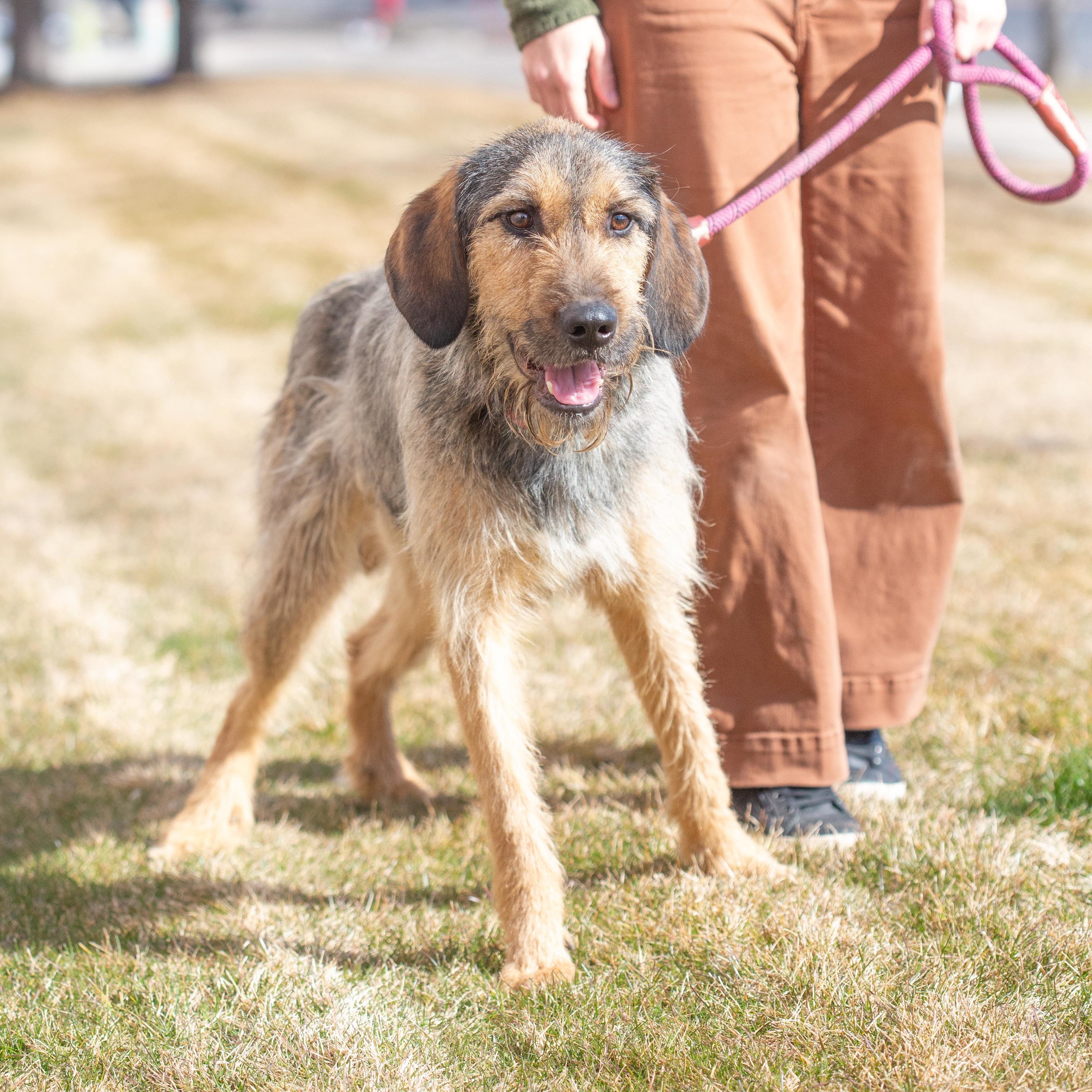 Tommy Boy, Adoptable, Adult Male Mixed Breed.