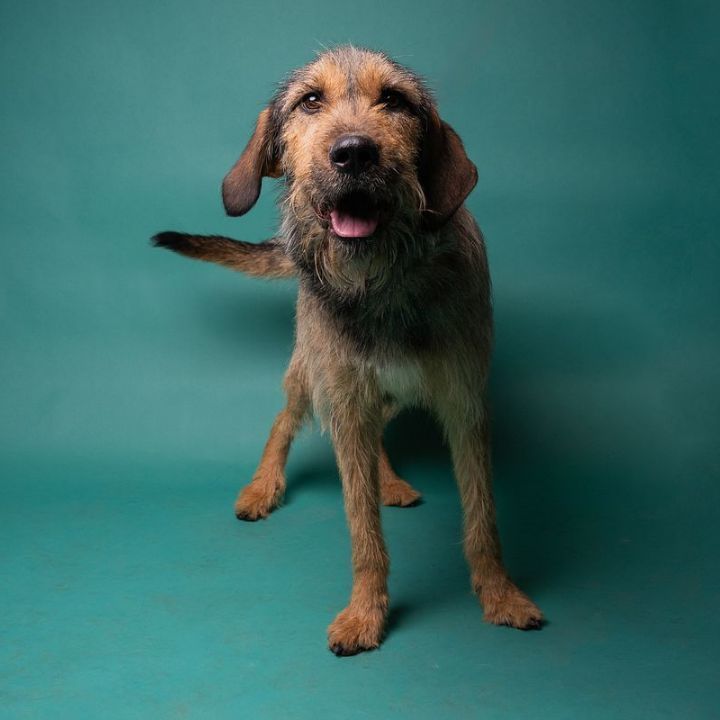 Tommy Boy, a Adoptable Mixed Breed in Millville, UT image 2/5
