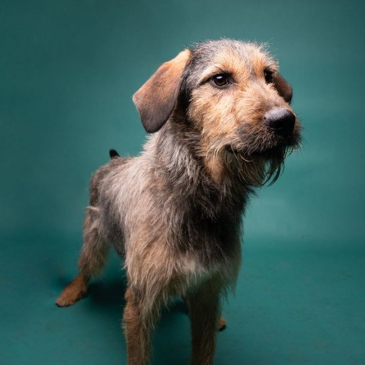 Tommy Boy, a Adoptable Mixed Breed in Millville, UT image 3/5