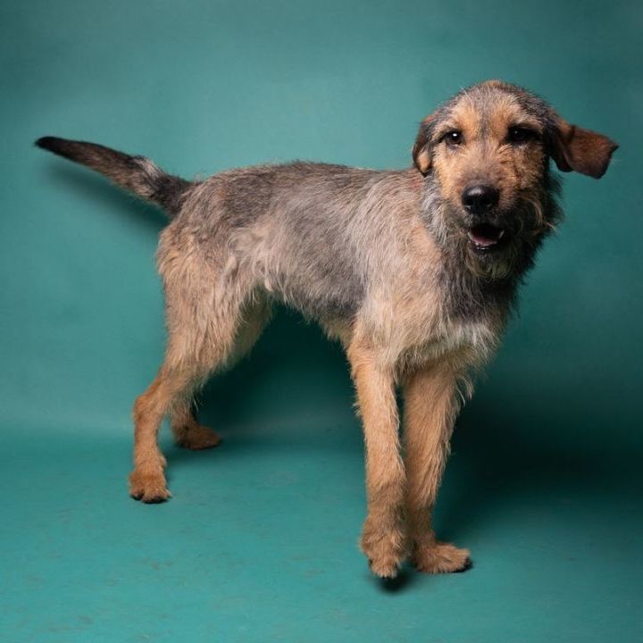 Tommy Boy, Adoptable, Adult Male Mixed Breed.