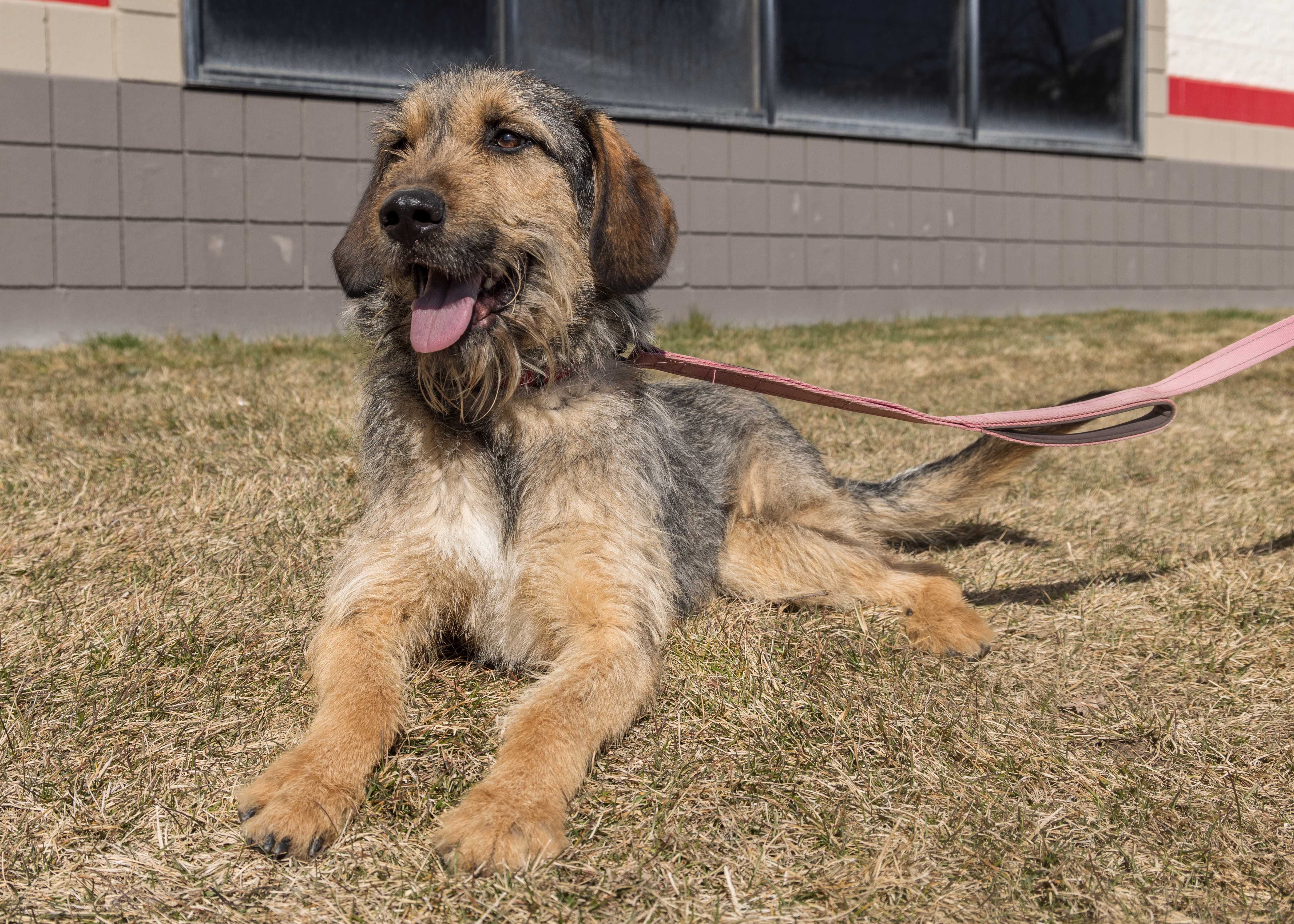 Tommy Boy, a Adoptable Mixed Breed in Millville, UT image 5/5