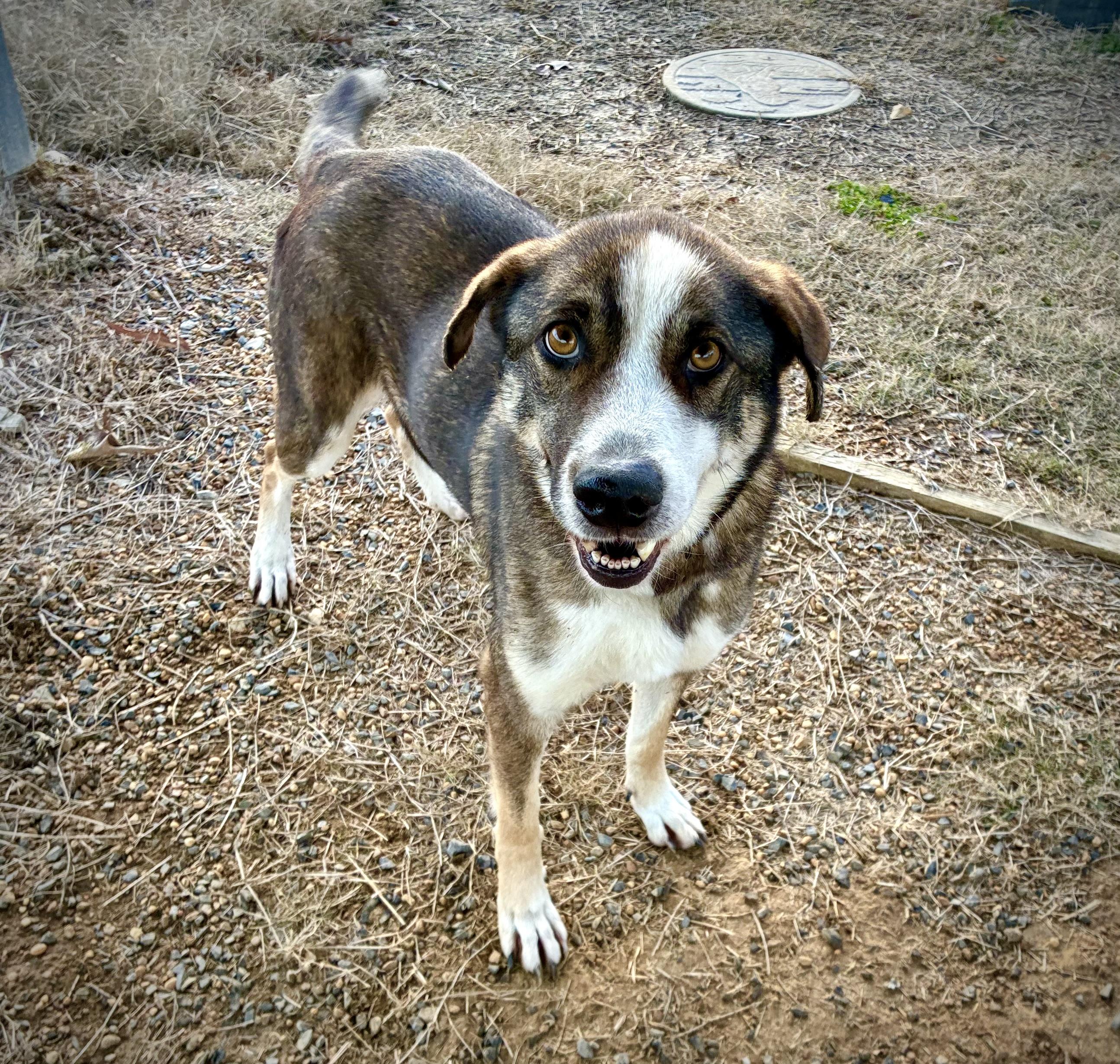 Valkyrie, a Adoptable mixed breed in Senatobia, MS image 2/2