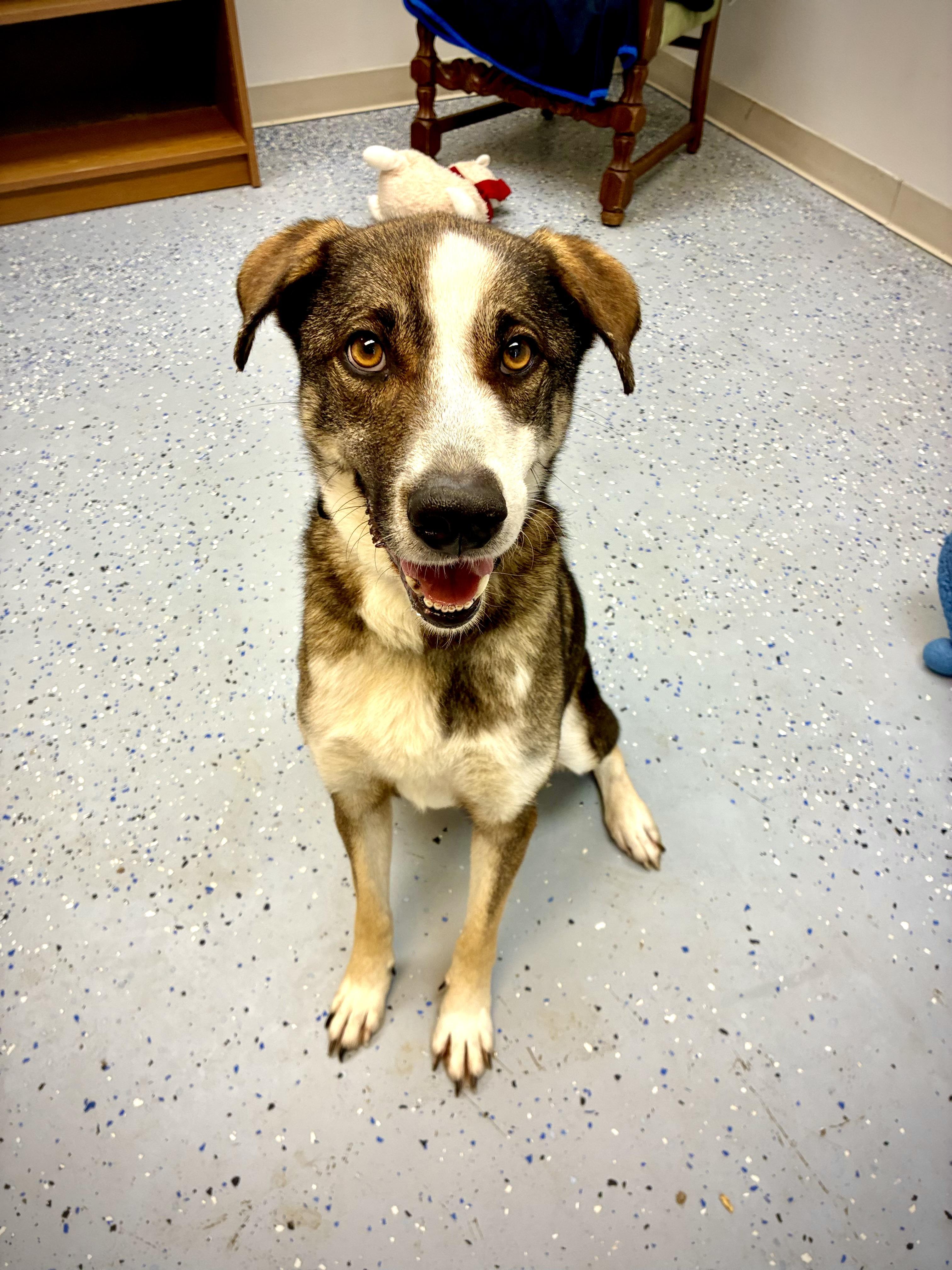 Valkyrie, Adoptable, Adult Female Husky.