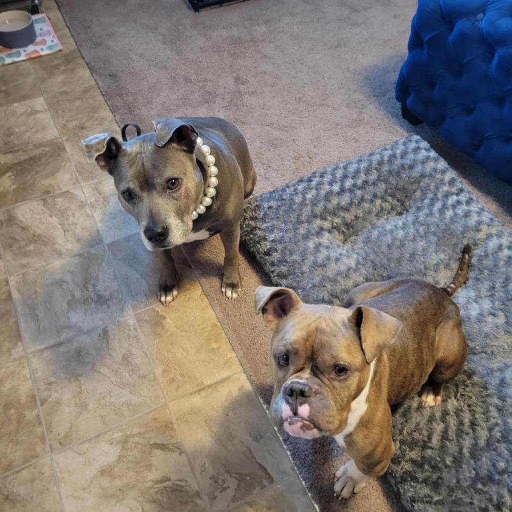 Bindi, Adoptable, Adult Female English Bulldog.