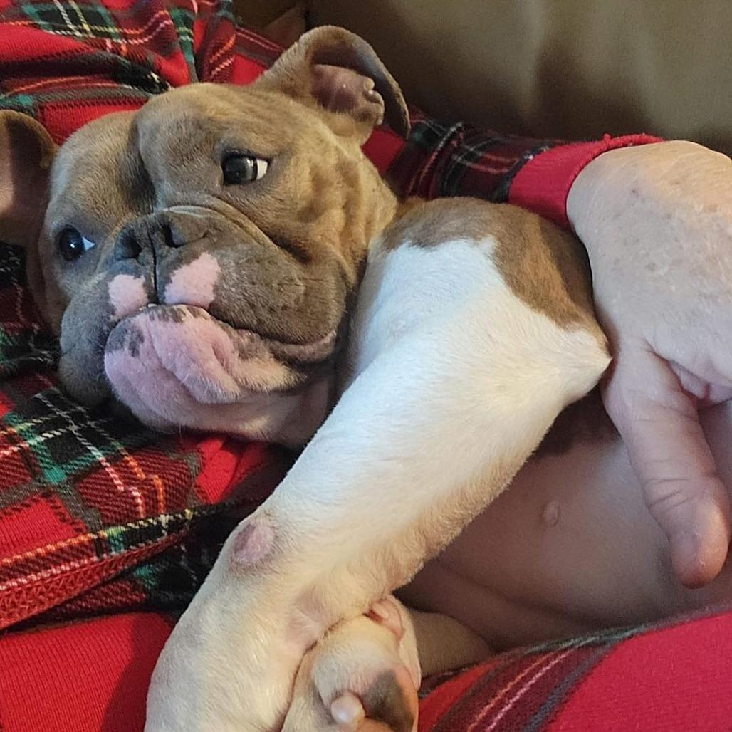 Enlarge Bindi, a Adoptable English Bulldog in Zuni, VA image 2/4
