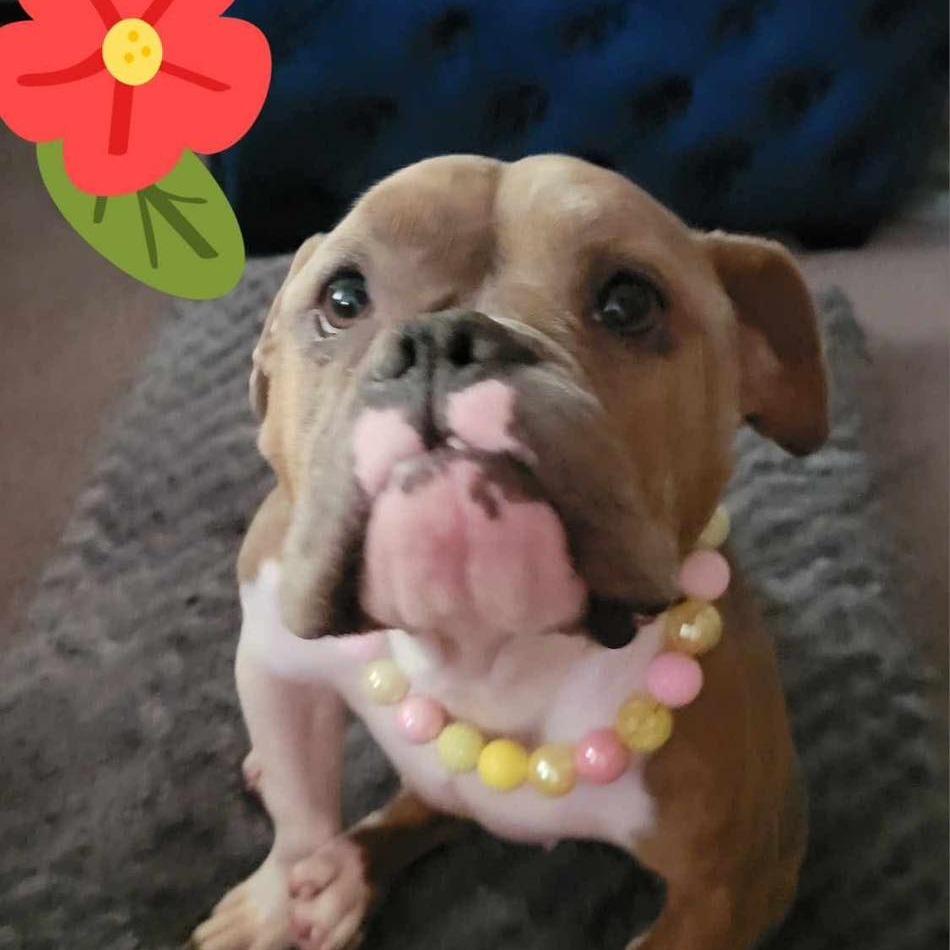 Enlarge Bindi, a Adoptable English Bulldog in Zuni, VA image 3/4