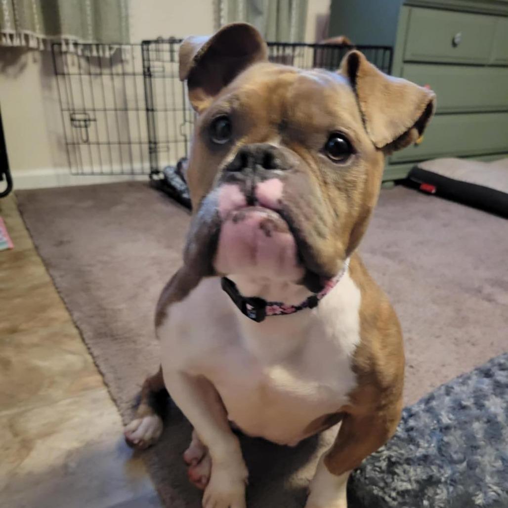 Enlarge Bindi, a Adoptable English Bulldog in Zuni, VA image 4/4