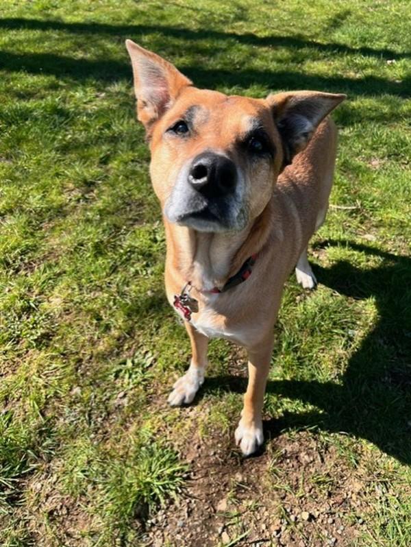 Enlarge Duke, a Adoptable mixed breed in Comox, BC image 1/2