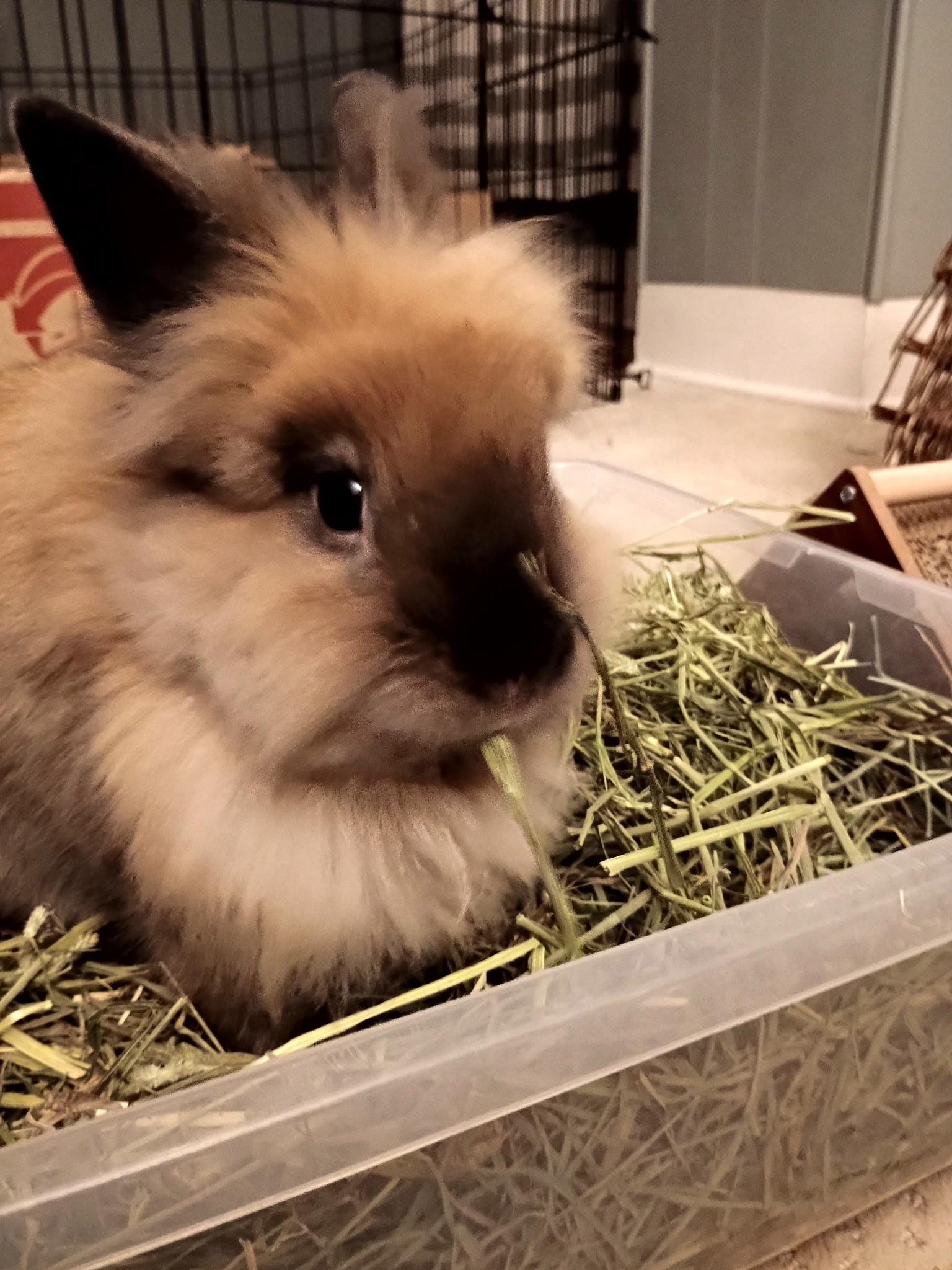 Enlarge *Oliver and Hazel, a Adoptable Lionhead in Waynesboro, VA image 3/4