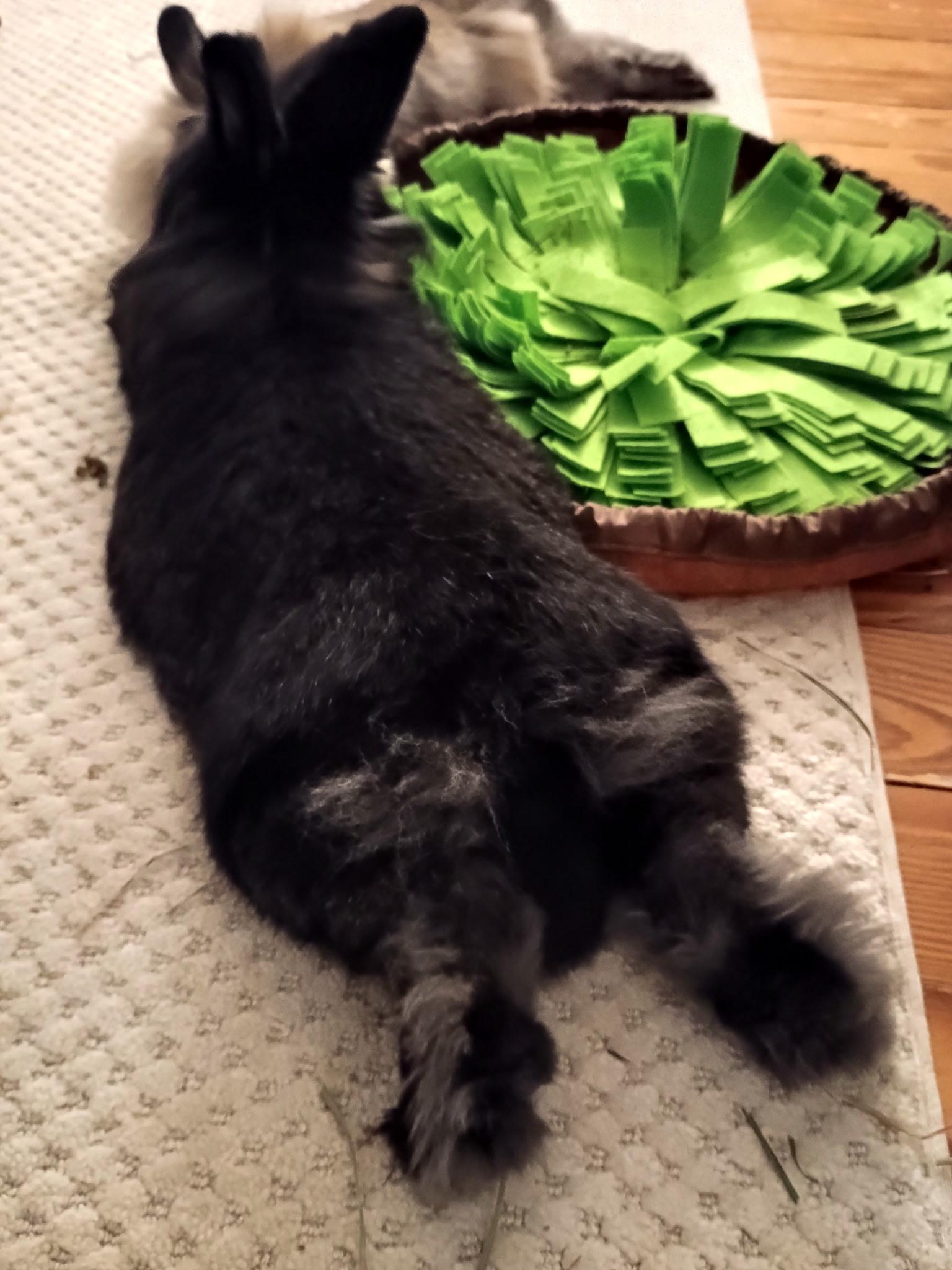 Enlarge *Oliver and Hazel, a Adoptable Lionhead in Waynesboro, VA image 4/4