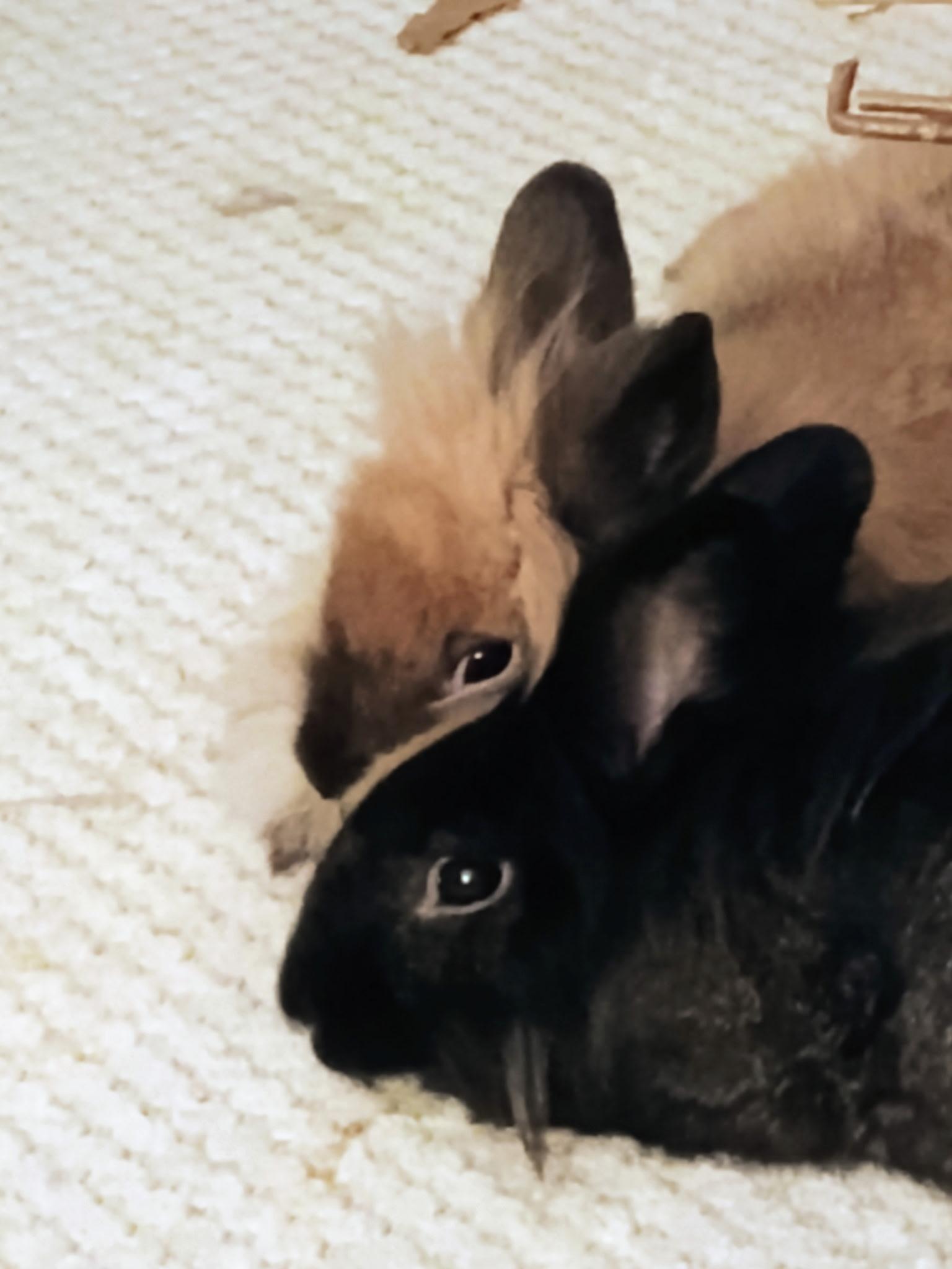 Enlarge *Oliver and Hazel, a Adoptable Lionhead in Waynesboro, VA image 2/4