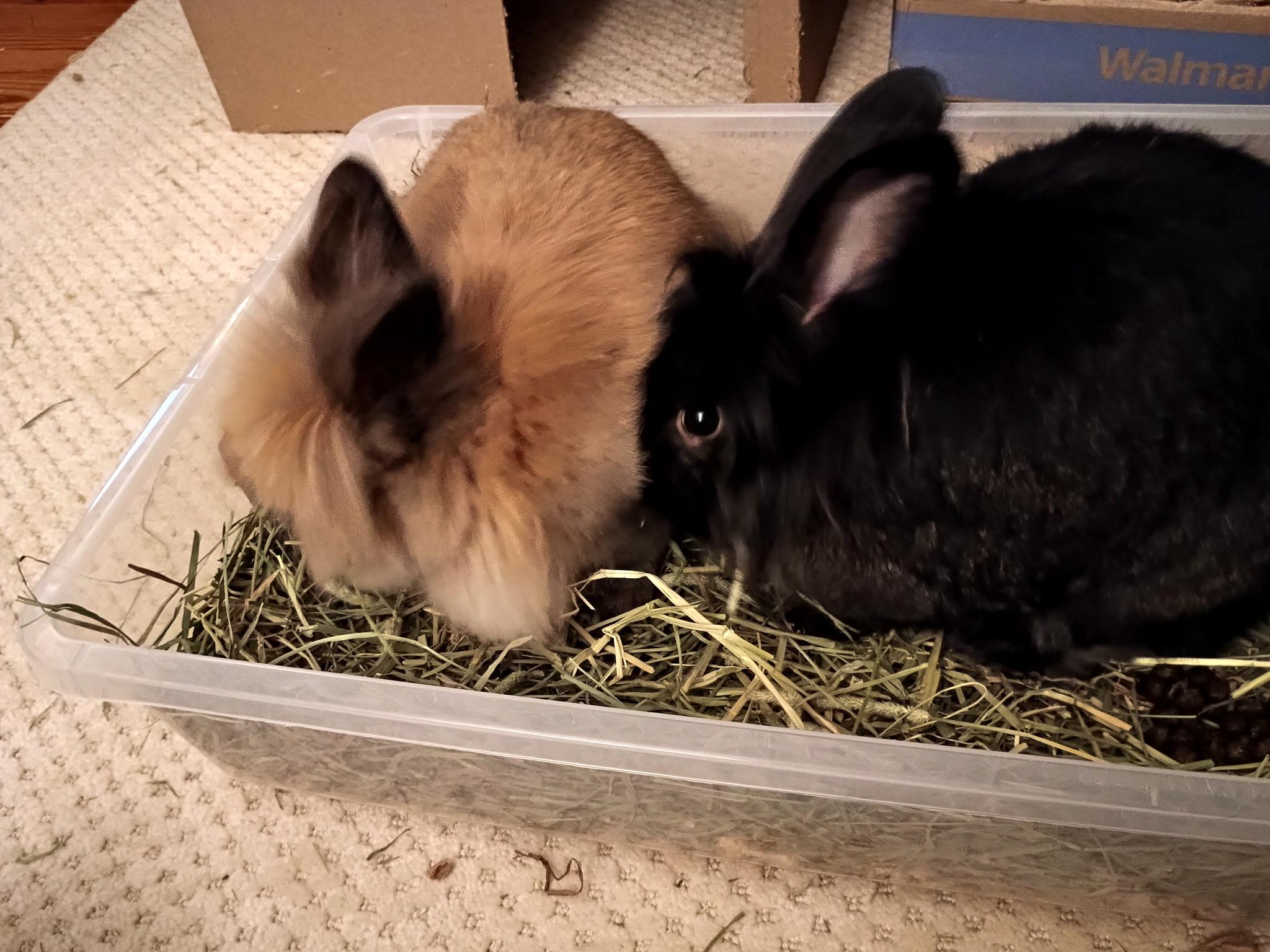 *Oliver and Hazel, Young Male Lionhead