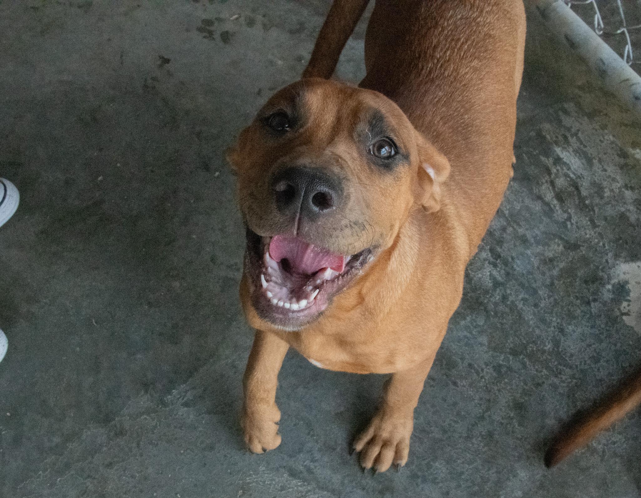 Nebula, Adopted, Puppy Female Bullmastiff & Catahoula Leopard Dog.