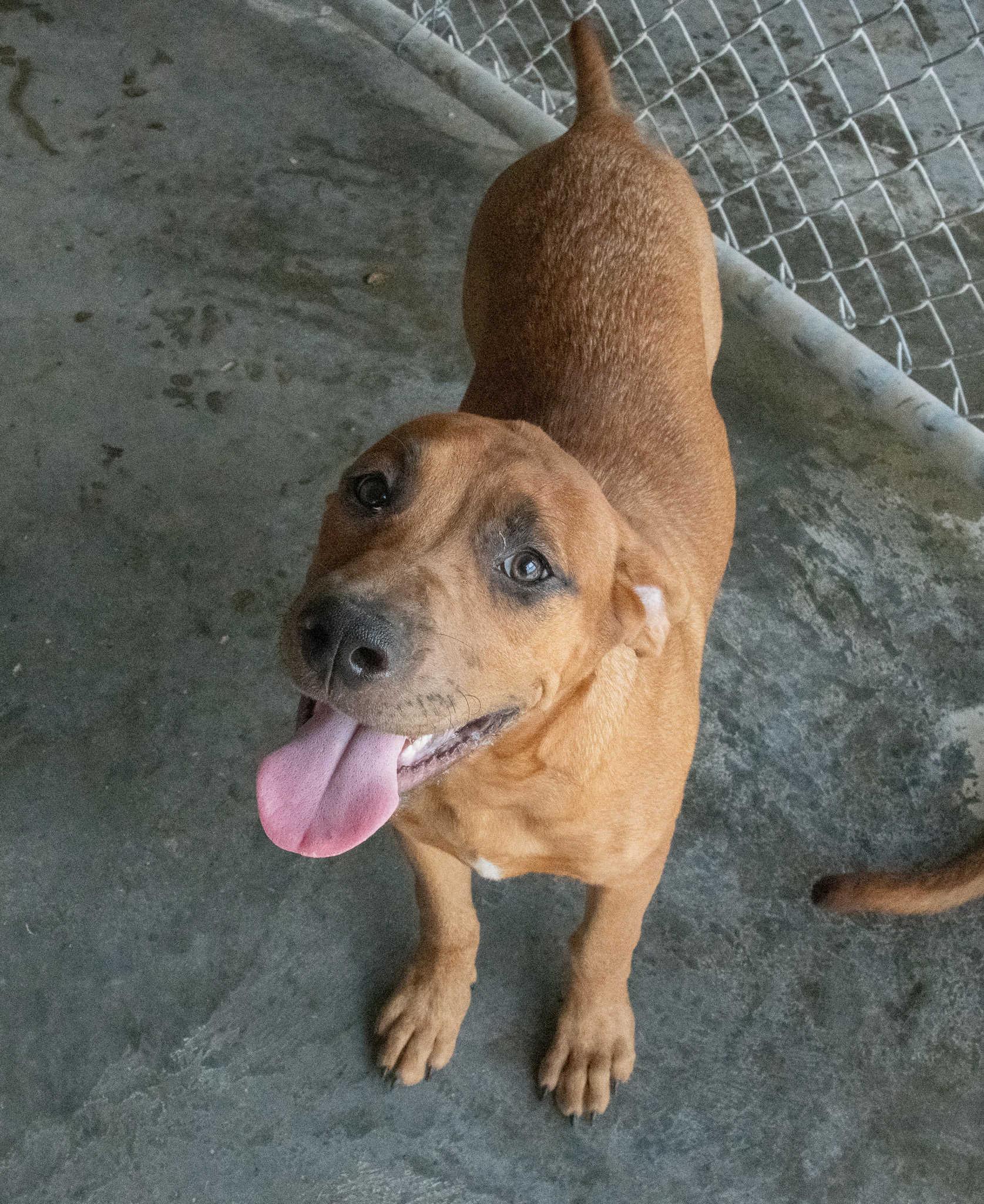 Enlarge Nebula, a Adopted mixed breed in Mayetta, KS image 6/6