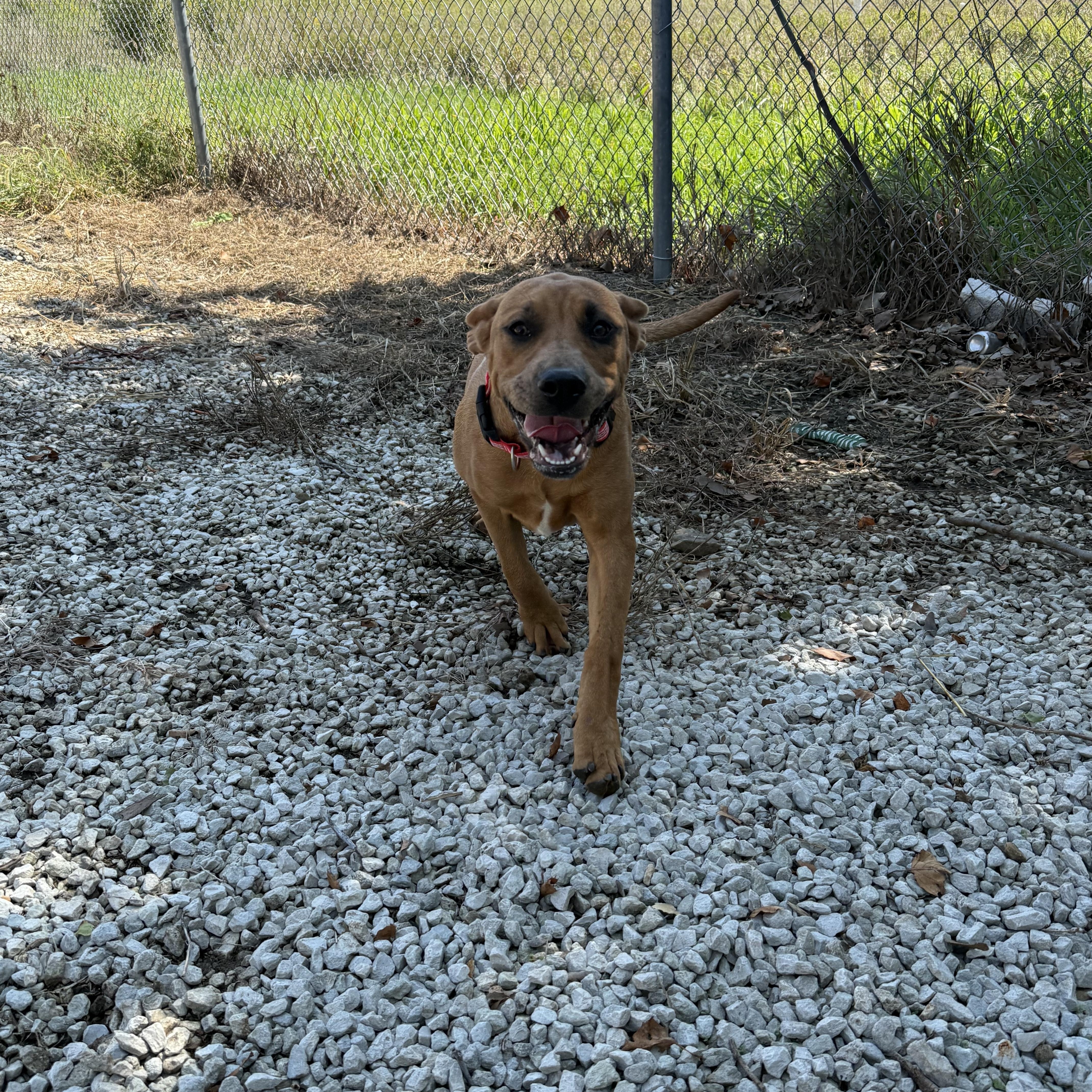 Enlarge Nebula, a Adopted mixed breed in Mayetta, KS image 3/6