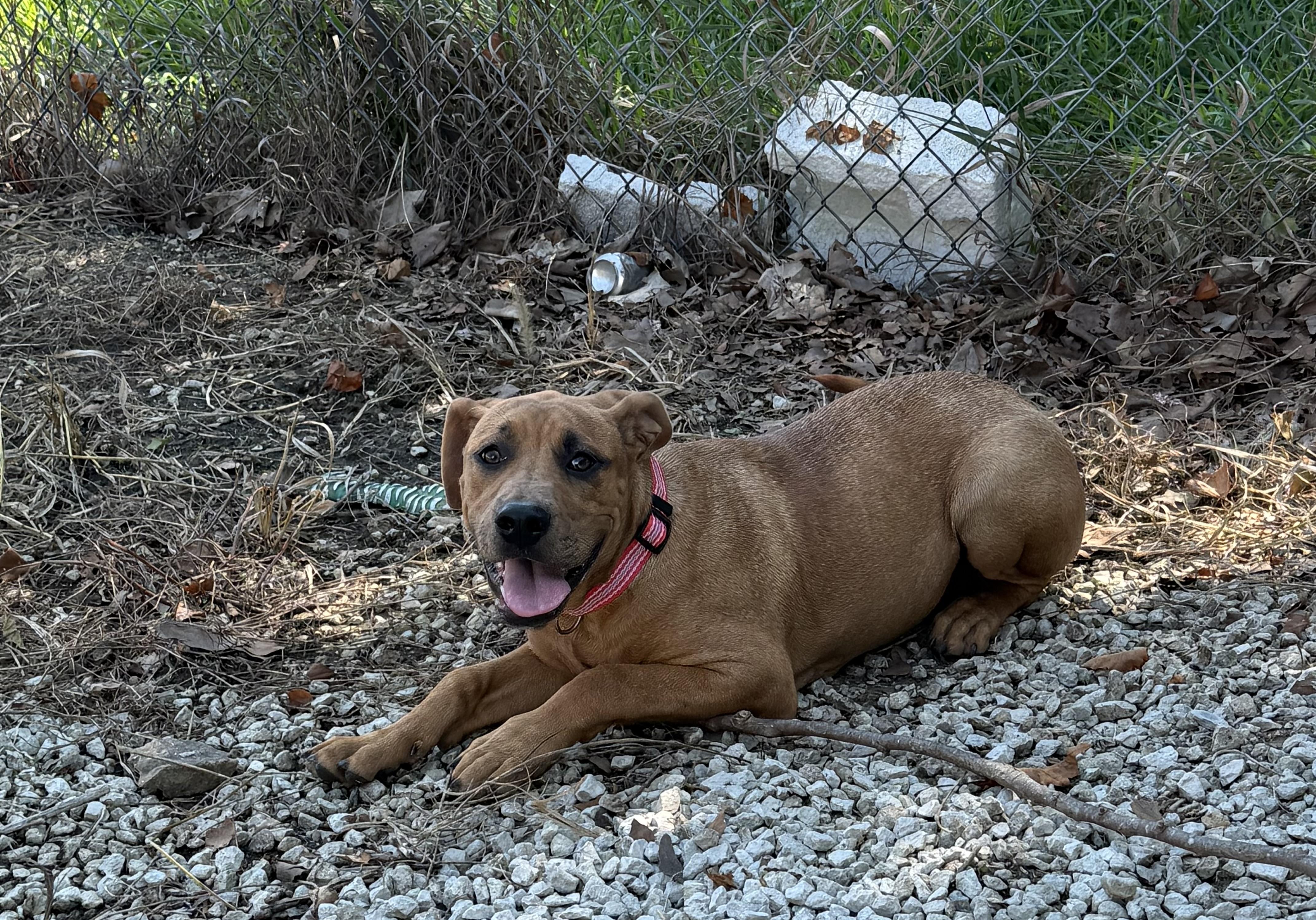 Nebula, Adopted, Puppy Female Bullmastiff & Catahoula Leopard Dog.