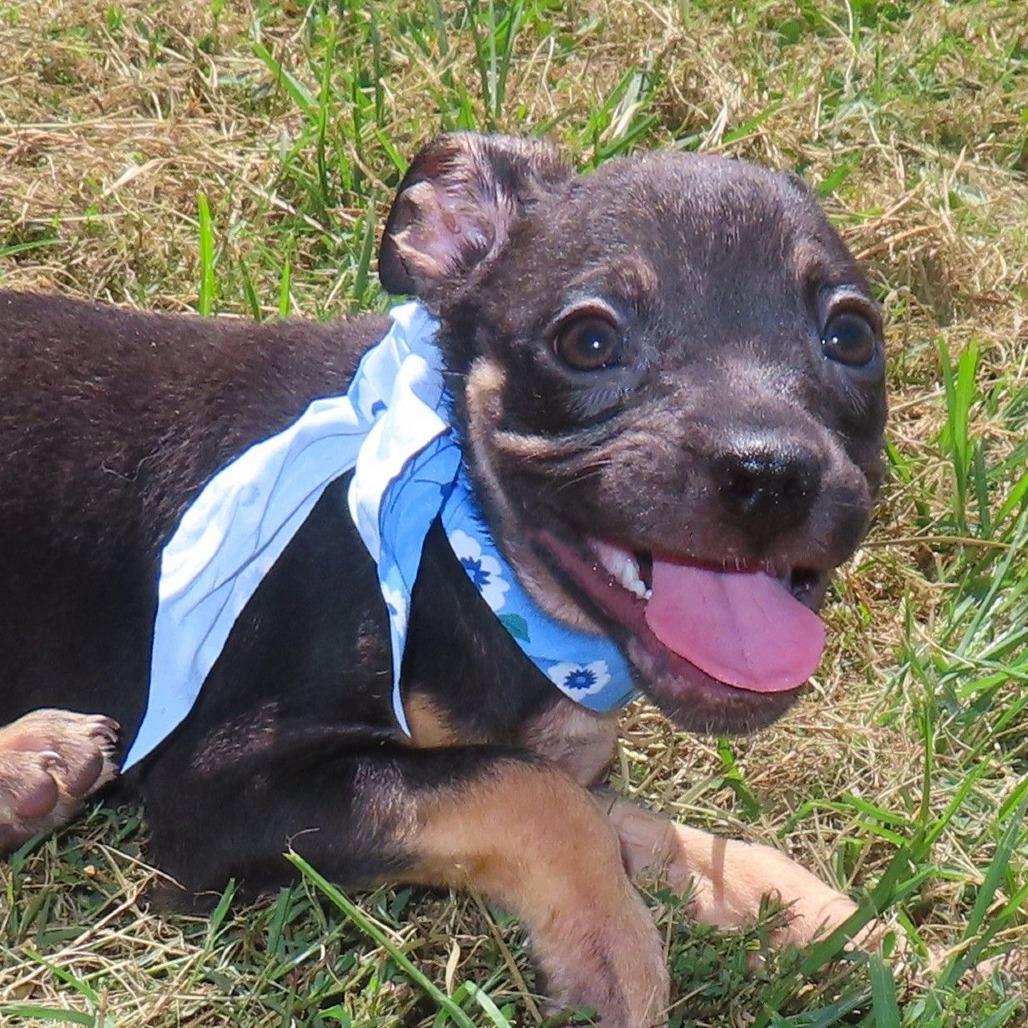 Bongo D70578, Adoptable, Puppy Male Pit Bull Terrier & French Bulldog.