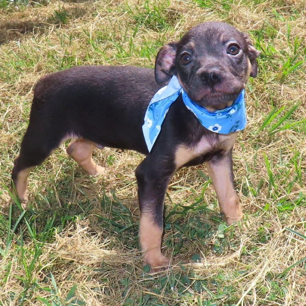 Enlarge Bongo D70578, a Adoptable mixed breed in Minnetonka, MN image 2/6