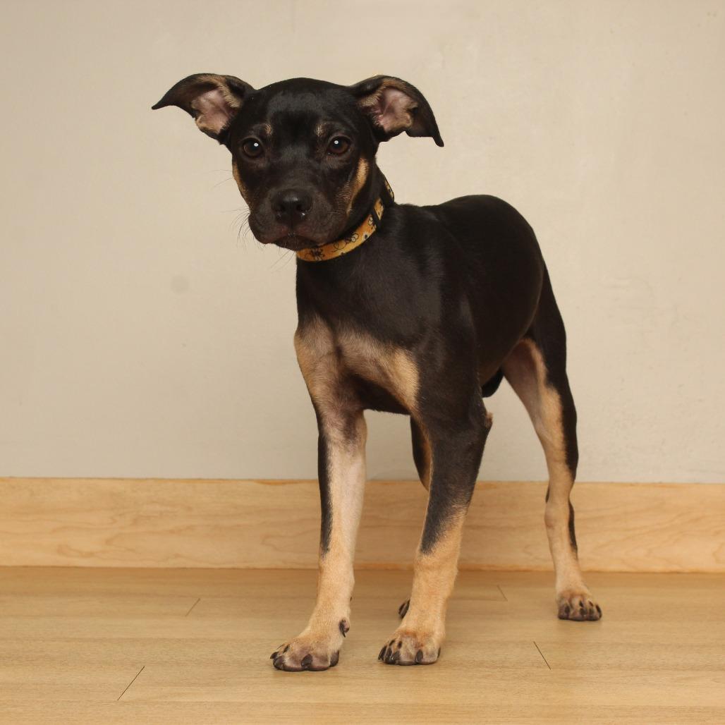 Enlarge Bongo D70578, a Adoptable mixed breed in Minnetonka, MN image 3/6