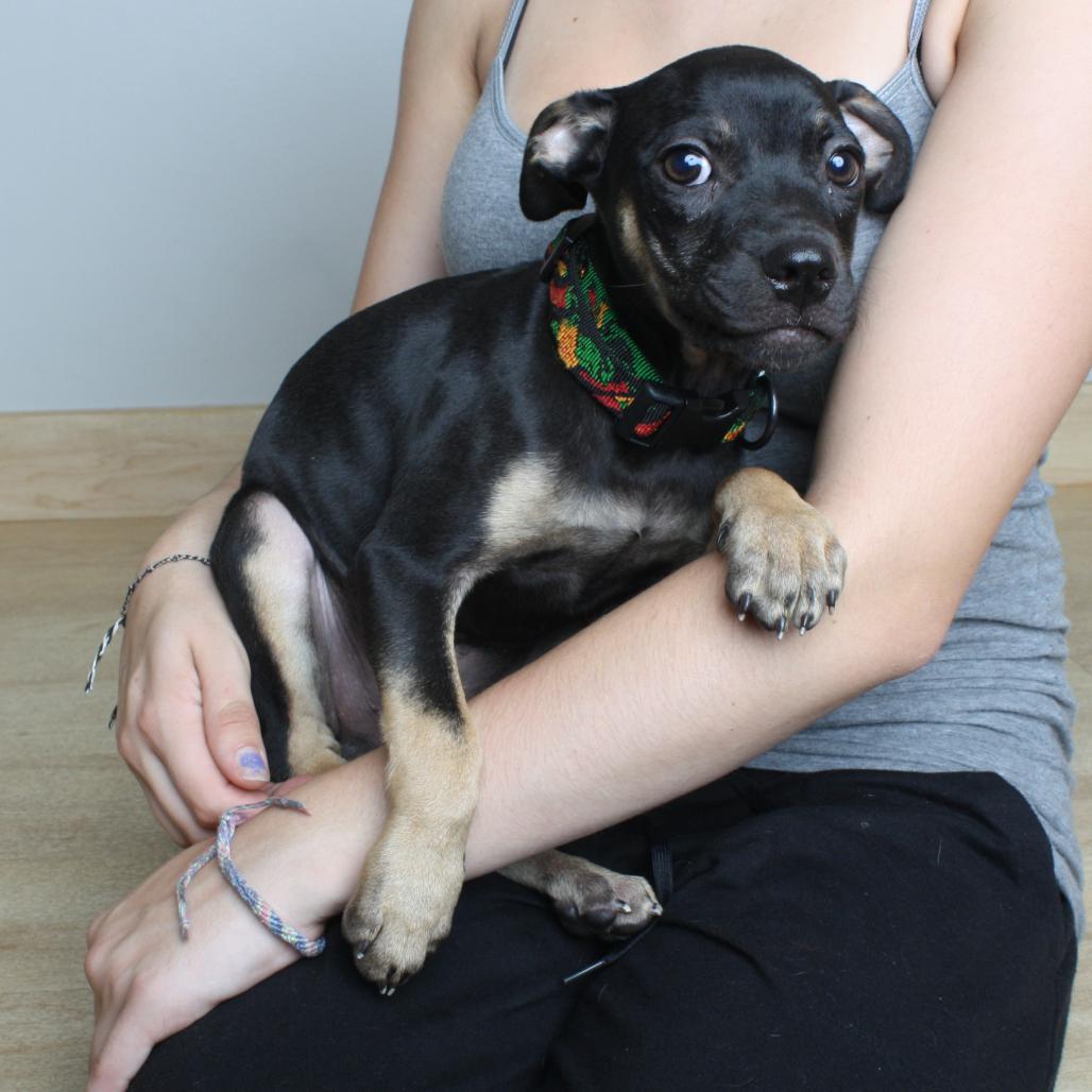 Enlarge Bongo D70578, a Adoptable mixed breed in Minnetonka, MN image 4/6