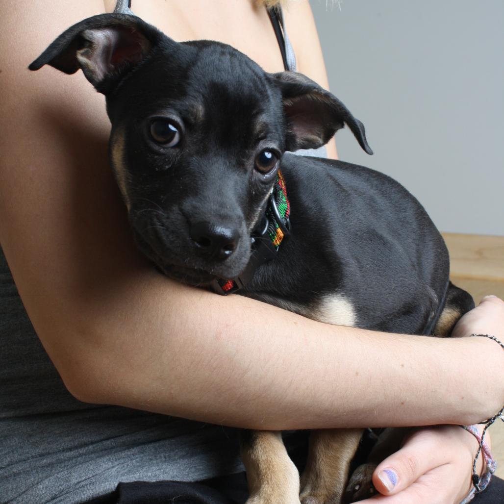 Enlarge Bongo D70578, a Adoptable mixed breed in Minnetonka, MN image 6/6