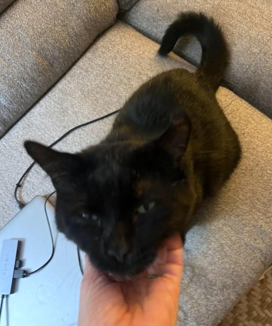 Enlarge Raven, a Adoptable Domestic Short Hair in New Albany, OH image 3/6