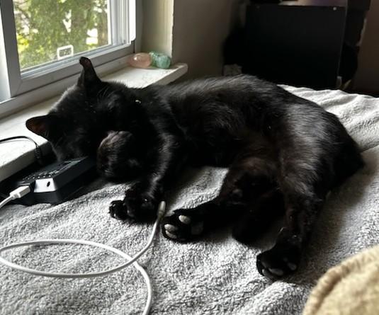 Enlarge Raven, a Adoptable Domestic Short Hair in New Albany, OH image 6/6