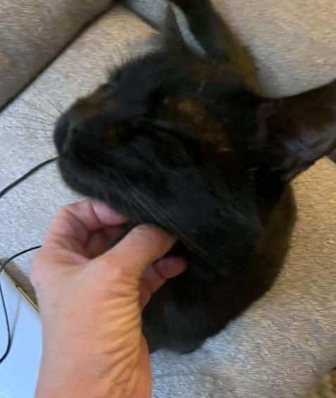 Enlarge Raven, a Adoptable Domestic Short Hair in New Albany, OH image 4/6