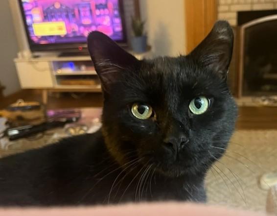 Enlarge Raven, a Adoptable Domestic Short Hair in New Albany, OH image 2/6