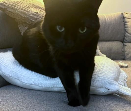 Enlarge Raven, a Adoptable Domestic Short Hair in New Albany, OH image 5/6