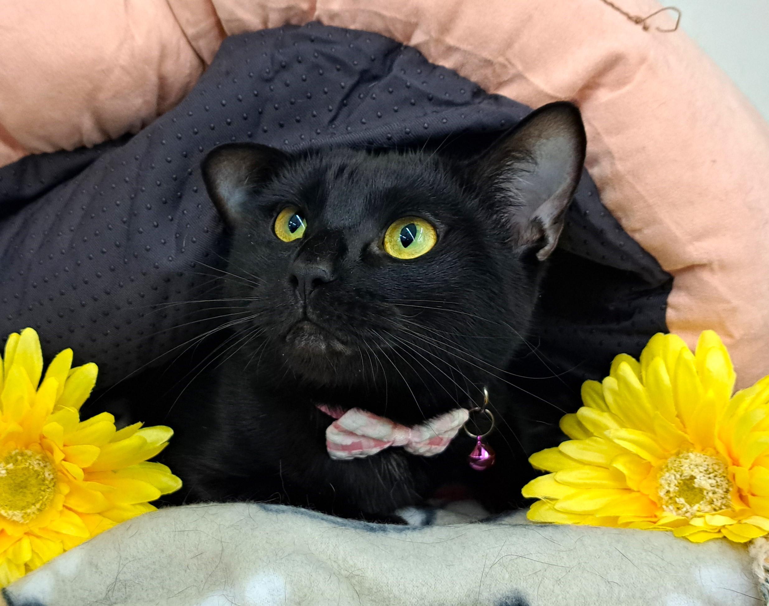 Raven, Adoptable, Adult Male Domestic Short Hair.