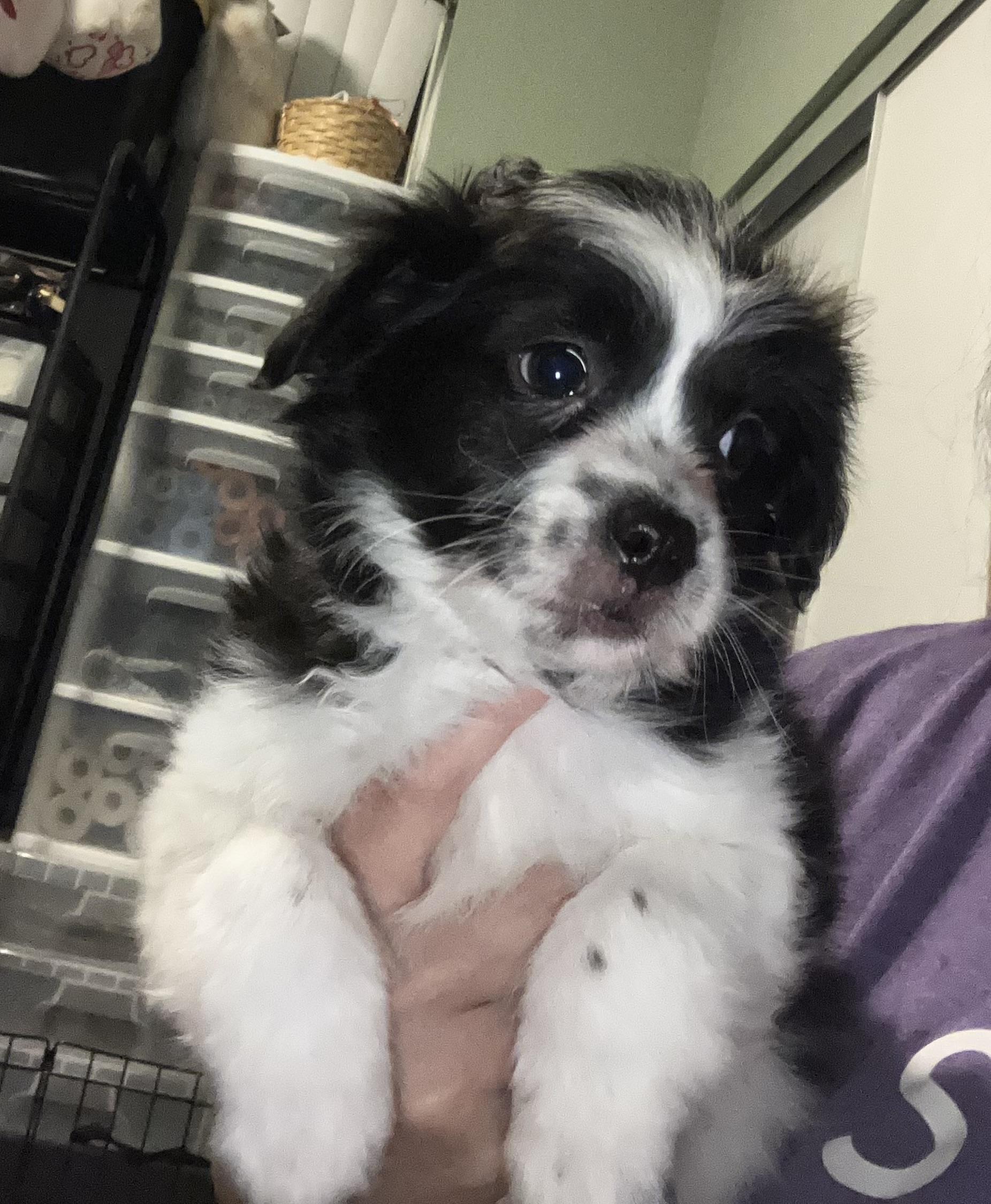 Zorro, an adopted mixed breed in Henderson, NV image 1/2