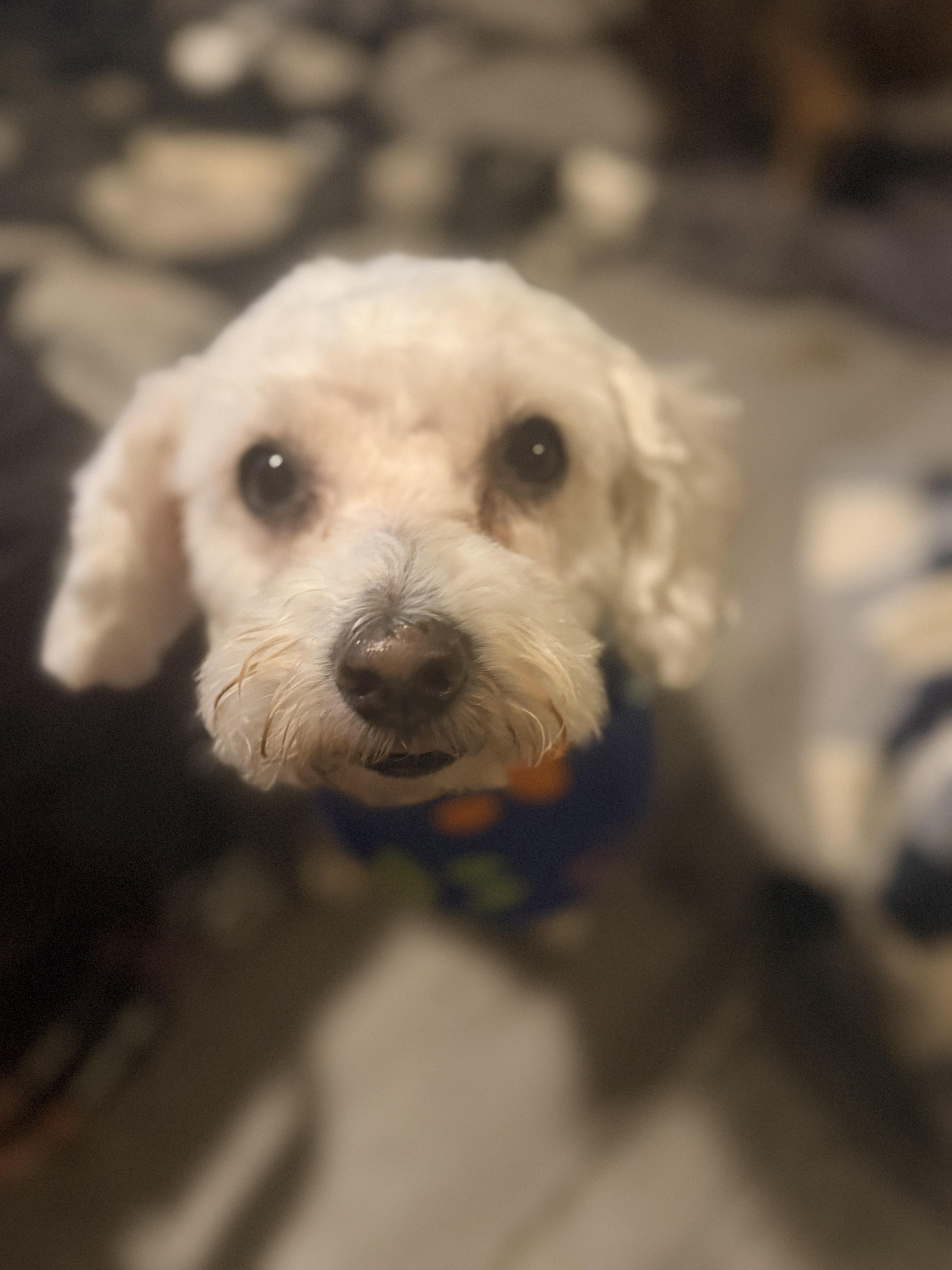 Baby Tofu, an adopted mixed breed in Plano, TX image 2/2