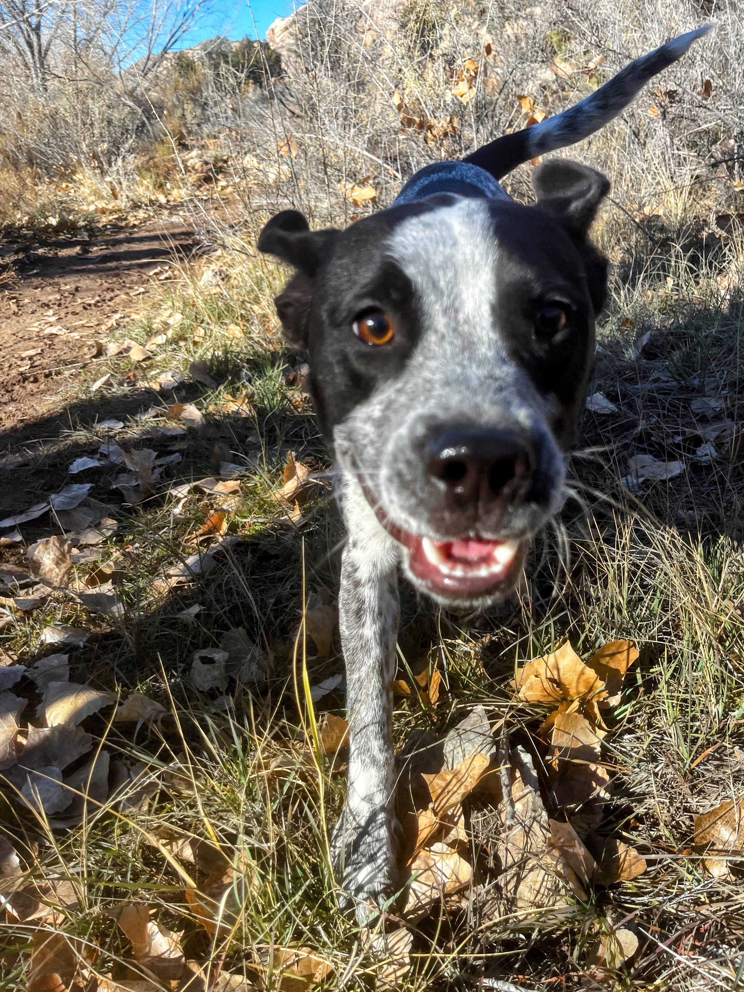 Enlarge Dice, a ADOPTABLE Australian Cattle Dog / Blue Heeler in Nucla, CO image 1/2