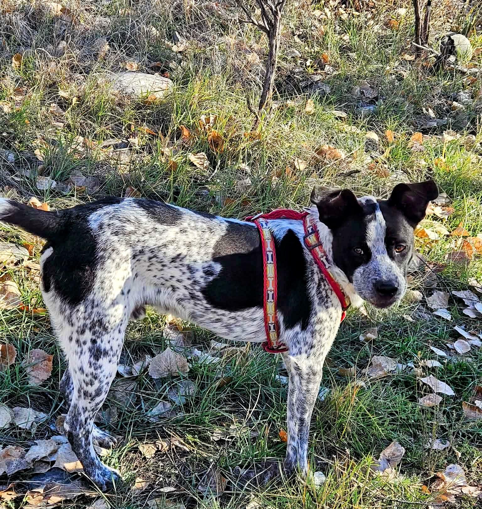Enlarge Dice, a ADOPTABLE Australian Cattle Dog / Blue Heeler in Nucla, CO image 2/2
