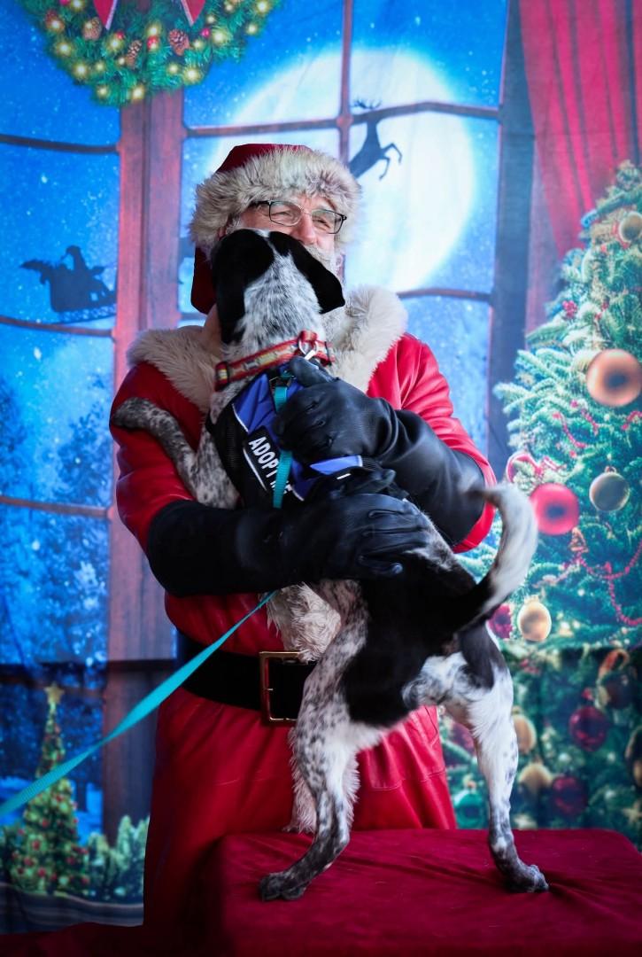 Dice, a ADOPTABLE Australian Cattle Dog / Blue Heeler in Nucla, CO image 4/4