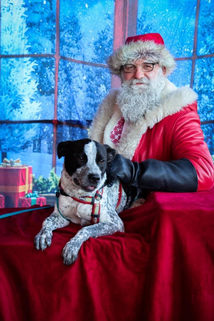 Dice, a ADOPTABLE Australian Cattle Dog / Blue Heeler in Nucla, CO image 1/4