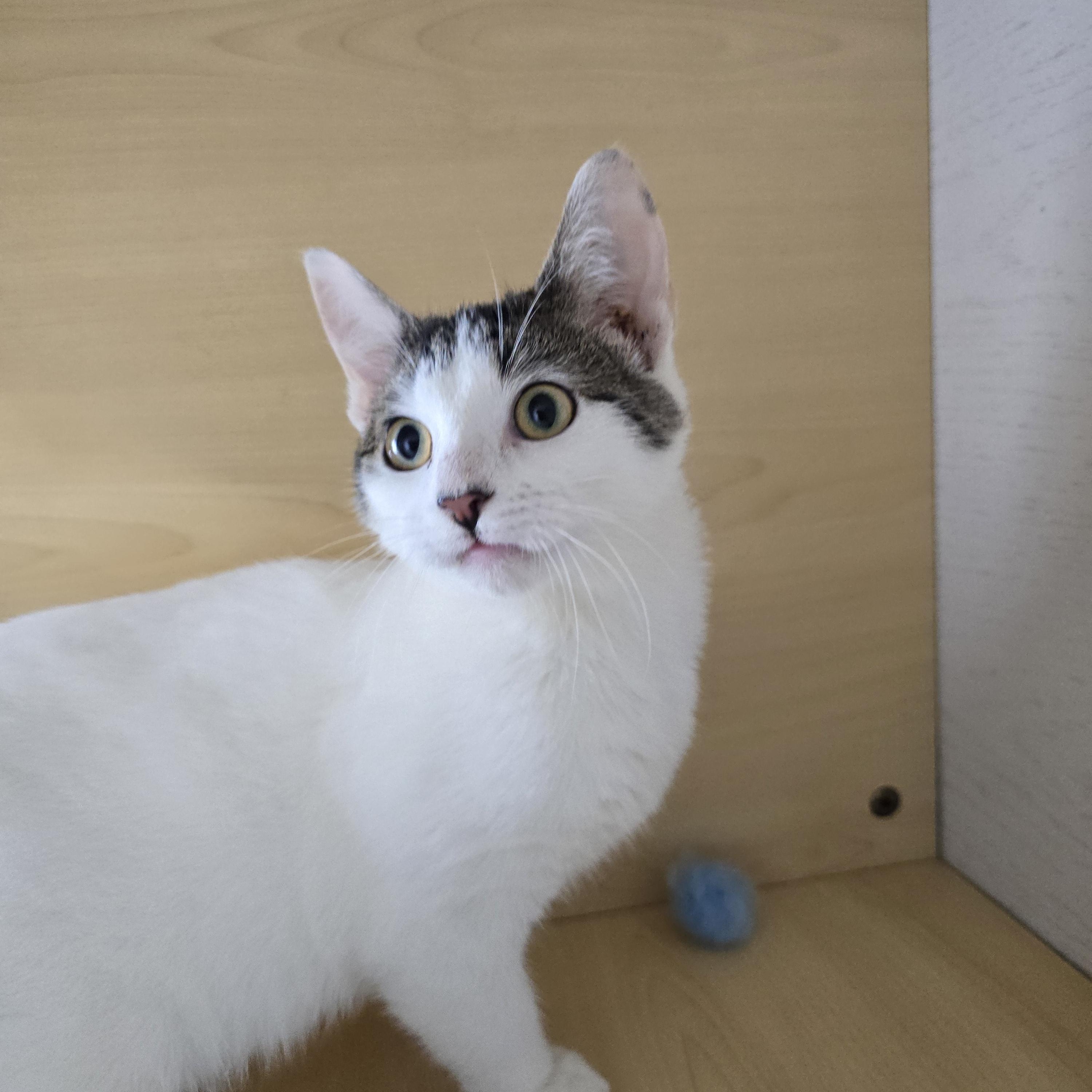 Atom bomb , ADOPTABLE, Kitten Male Turkish Van & Turkish Angora.