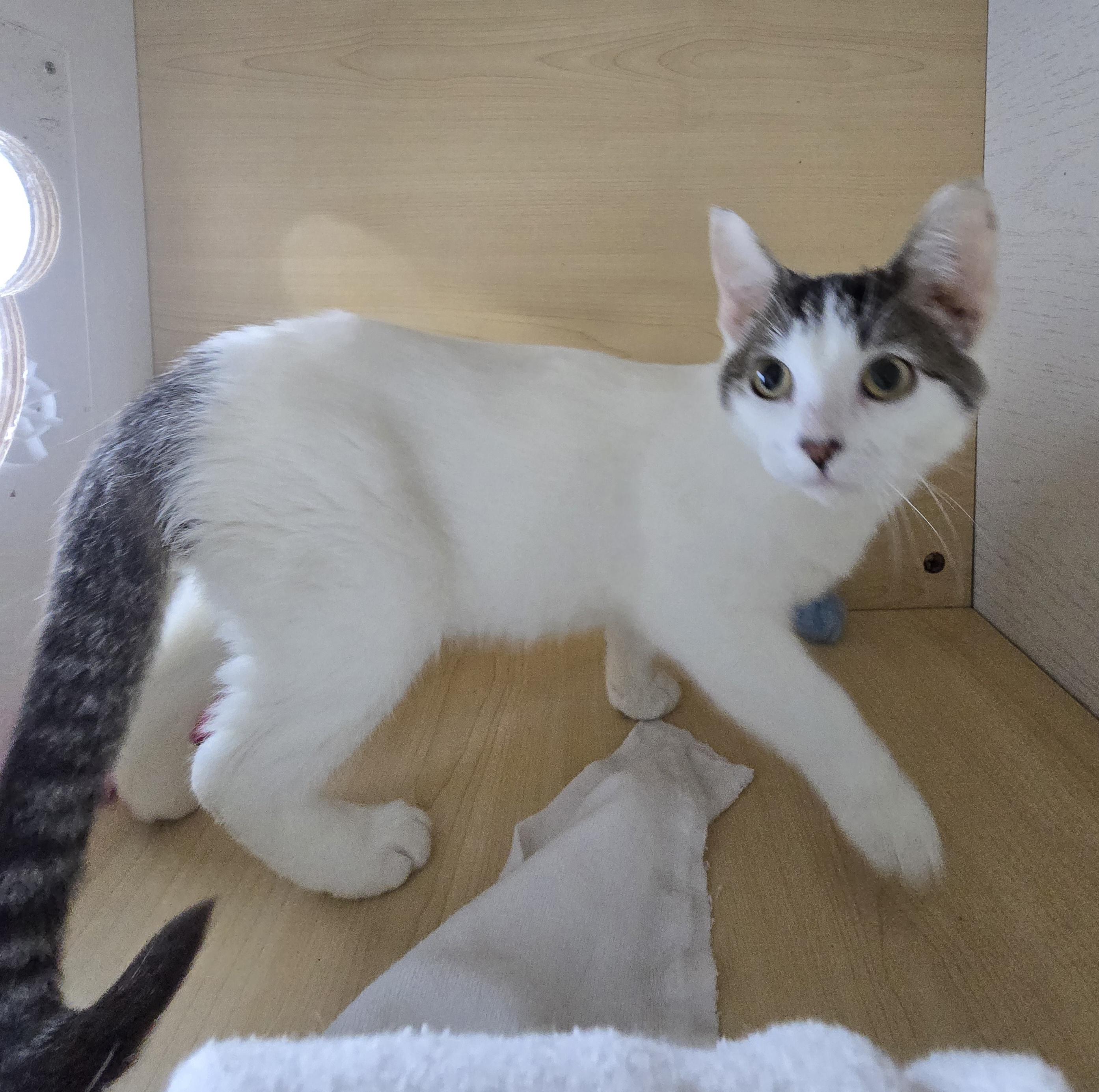 Enlarge Atom bomb , a ADOPTABLE mixed breed in Hawthorne, CA image 2/6