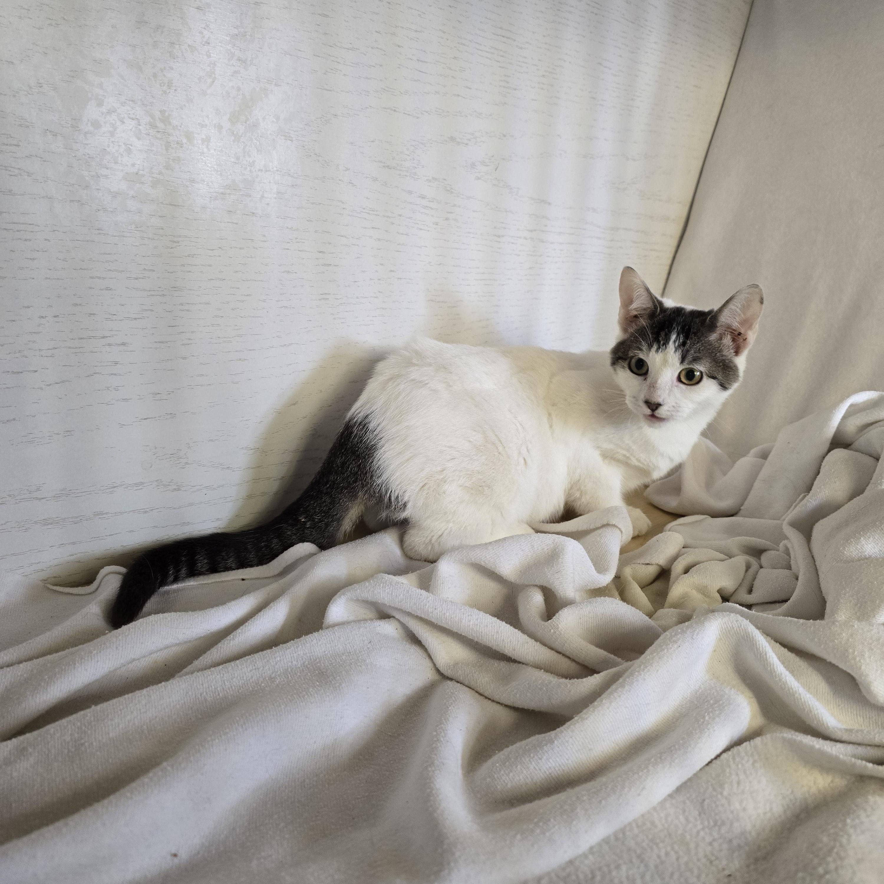 Enlarge Atom bomb , a ADOPTABLE mixed breed in Hawthorne, CA image 3/6