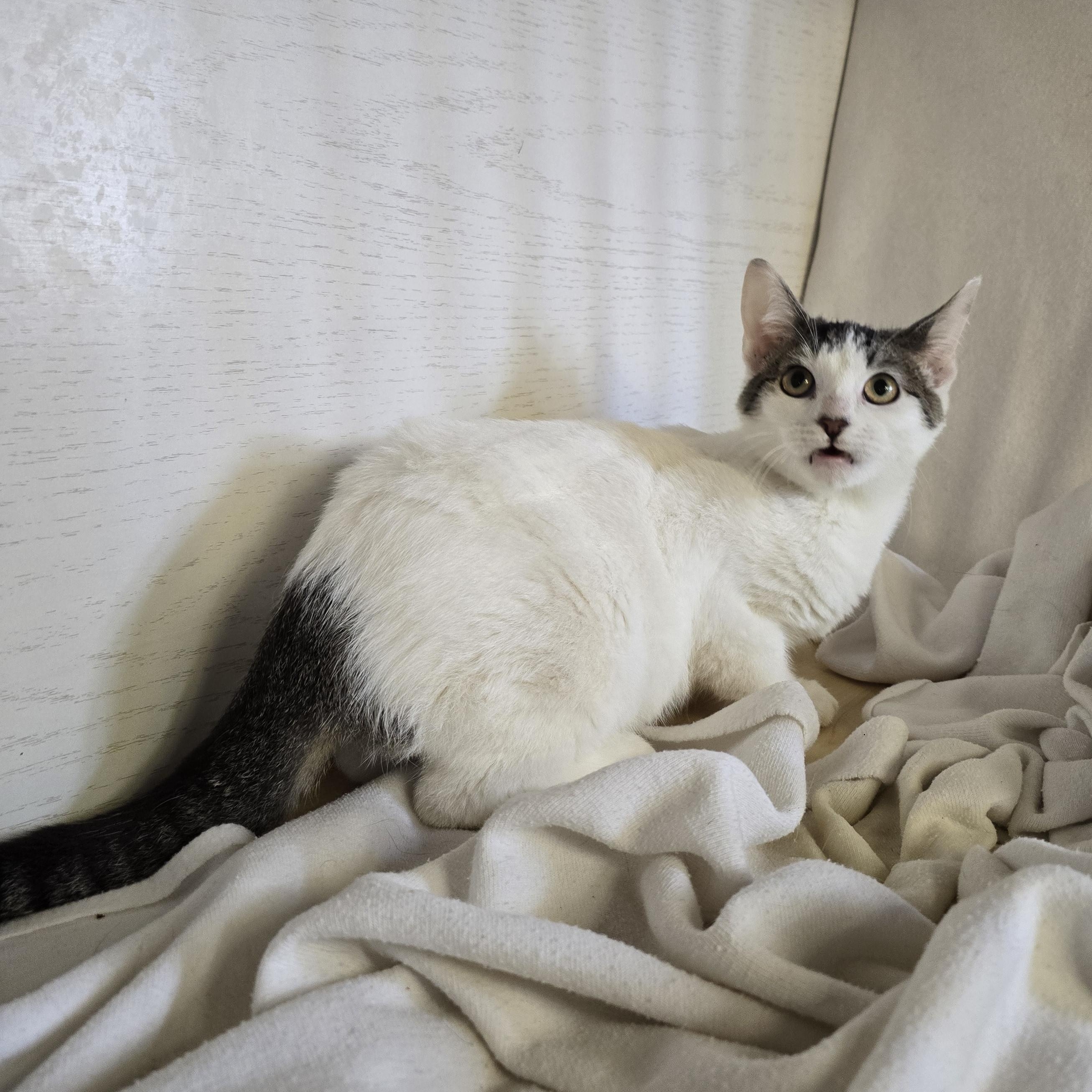 Enlarge Atom bomb , a ADOPTABLE mixed breed in Hawthorne, CA image 5/6