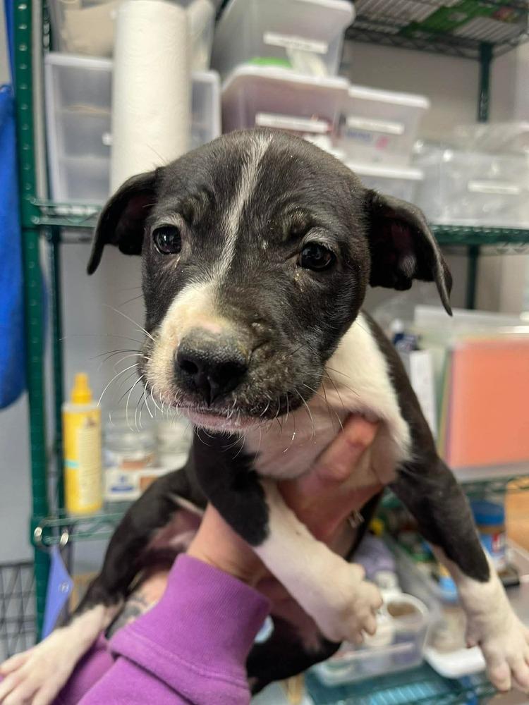 Australian — thumbnail 3